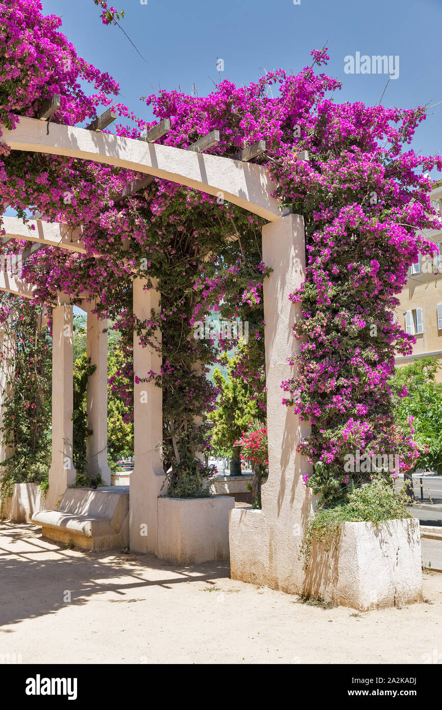 Blume Garten auf Général de Gaulle in Ajaccio, Korsika, Frankreich. Stockfoto
