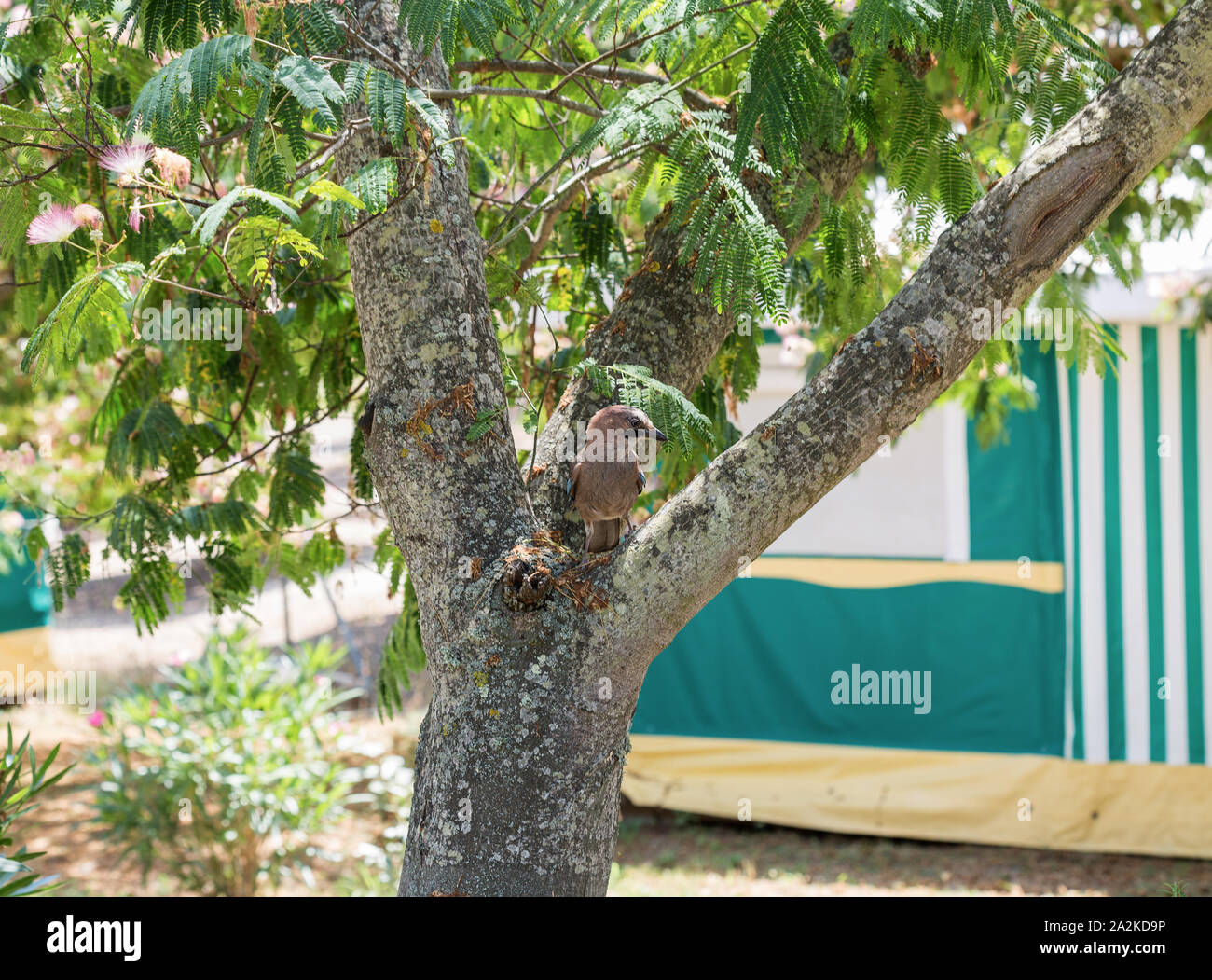 Jay Vogel sitzt auf Albizia julibrissin Baum in Camping. Insel Korsika, Frankreich. Wissenschaftlicher Name Garrulus glandarius, Familie Corvidae, um Passerifo Stockfoto