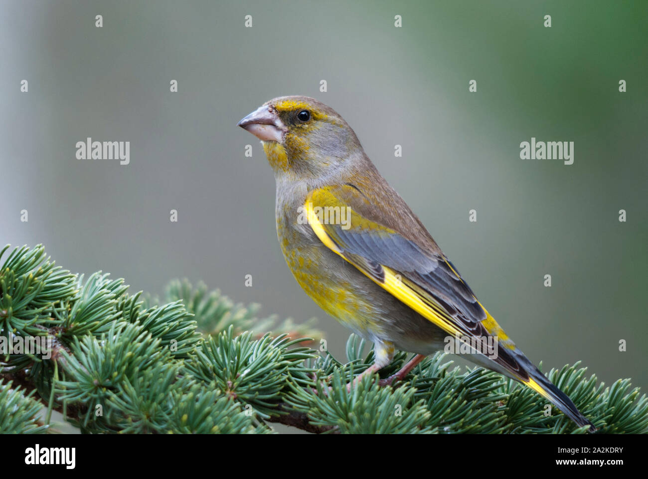 männliche Grünfink auf einem Ast Zeder Colorfull Zucht Gefieder Stockfoto