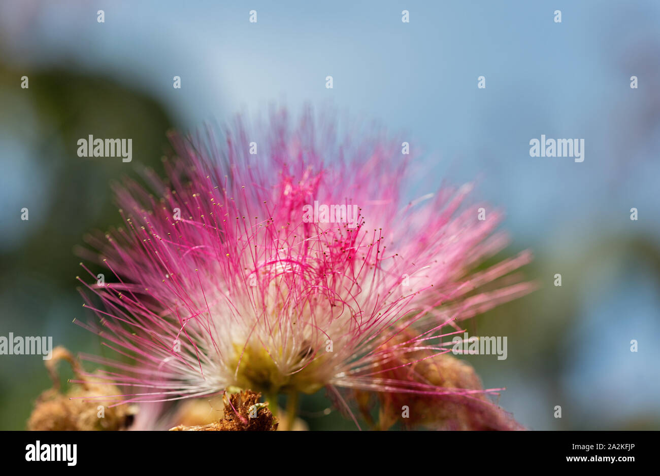 julibrissin rosa Blume Blüte closeup auf Korsika, Frankreich