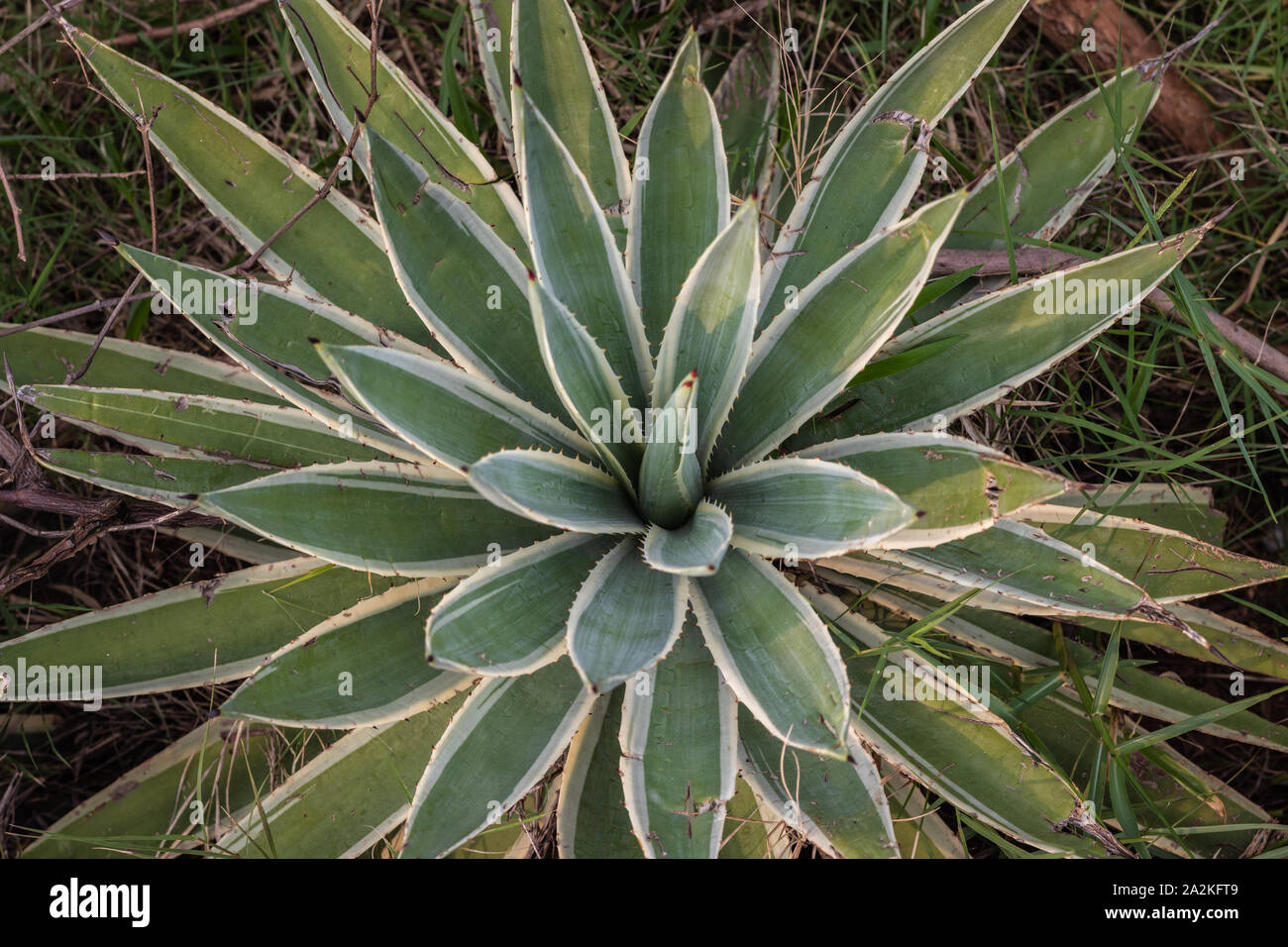 Agavenartige pflanze -Fotos und -Bildmaterial in hoher Auflösung – Alamy