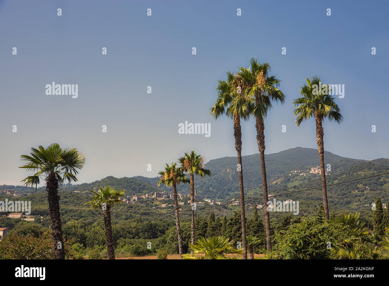 Insel Korsika Landschaft mit Palmen und Berge, Frankreich. Stockfoto