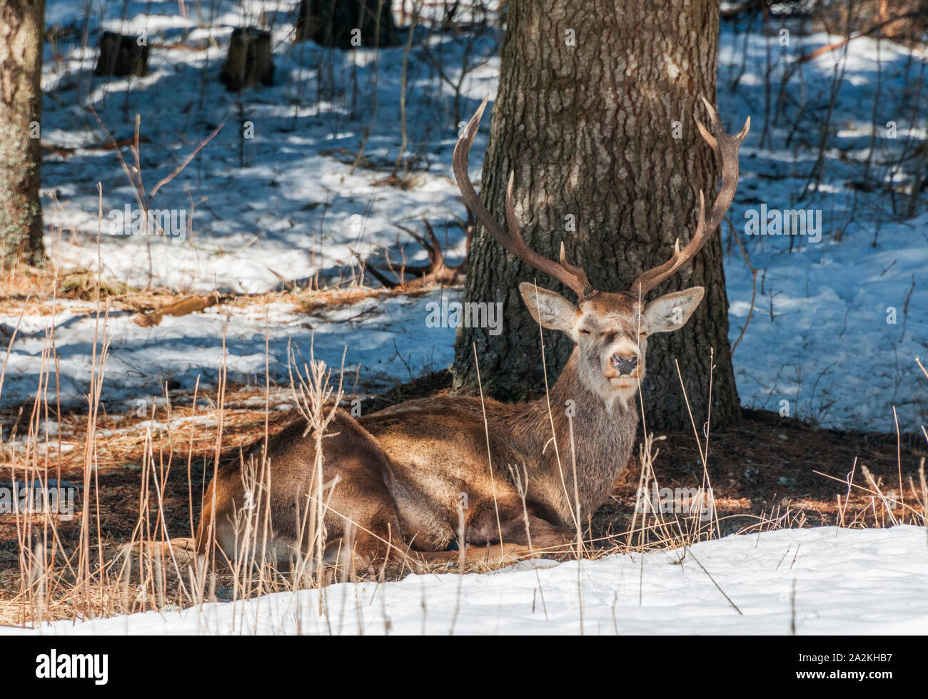 Ein männlicher Rothirsch mit Geweih sitzen unter einem nadelwald Baum im Winter Stockfoto