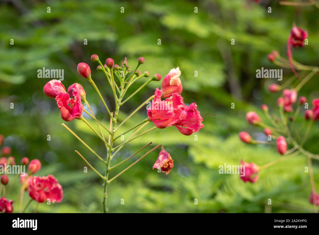 Blume rote Farbe mit einzigartigen Textur und Details. Es hat die schöne Farbe und Details der schönen Kunst der Natur Stockfoto