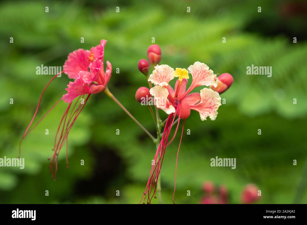 Blume rote Farbe mit einzigartigen Textur und Details. Es hat die schöne Farbe und Details der schönen Kunst der Natur Stockfoto