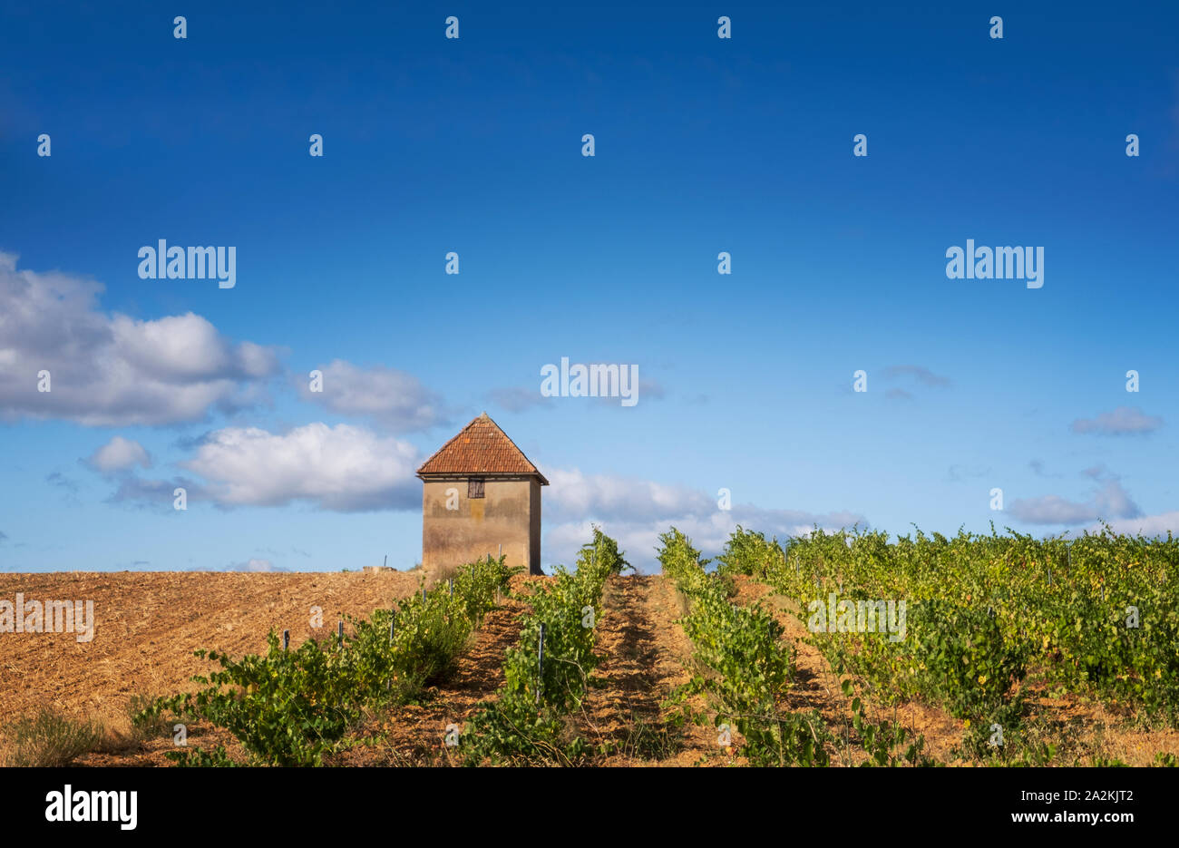 Languedoc Hinterland, Weinberg erstreckt sich über den Horizont. Stockfoto