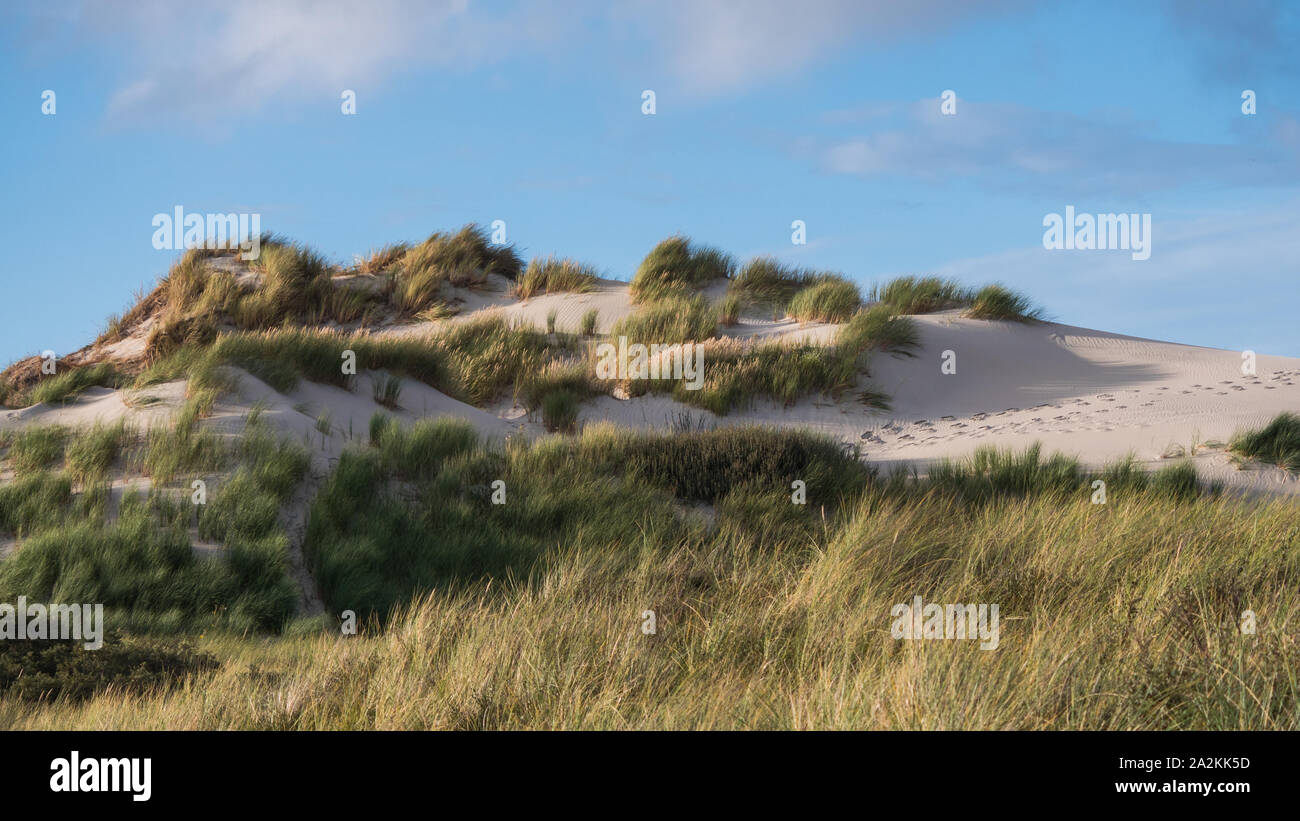 Grasbewachsene Dünen auf der Insel Terschelling Stockfoto