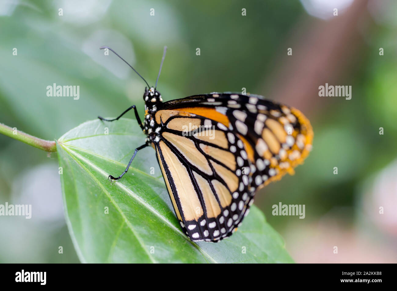 Monarchfalter (Danaus Plexippus) Stockfoto
