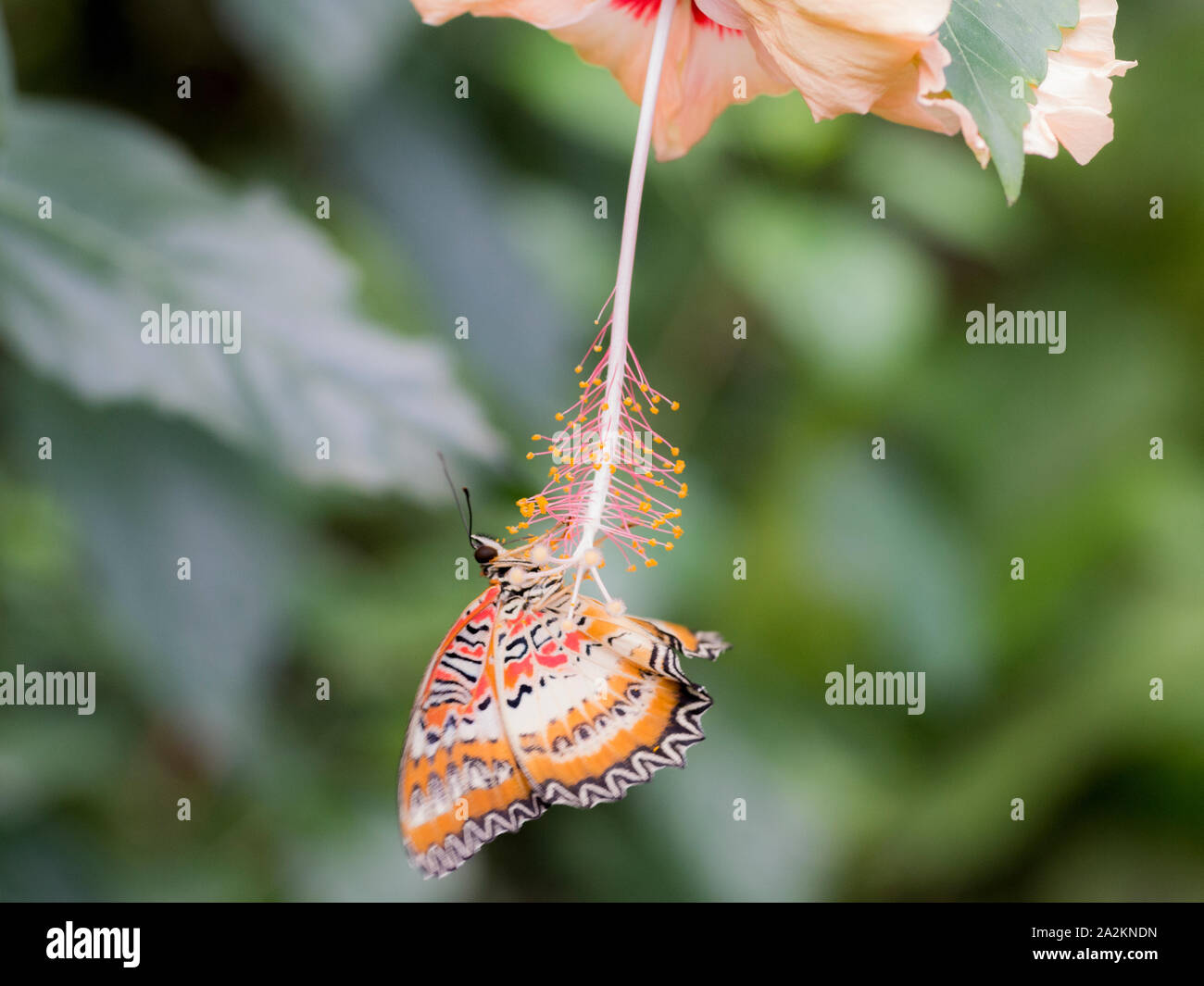 Red florfliege Schmetterling (Cethosia Biblis) auf Hibiskus Blume Stockfoto