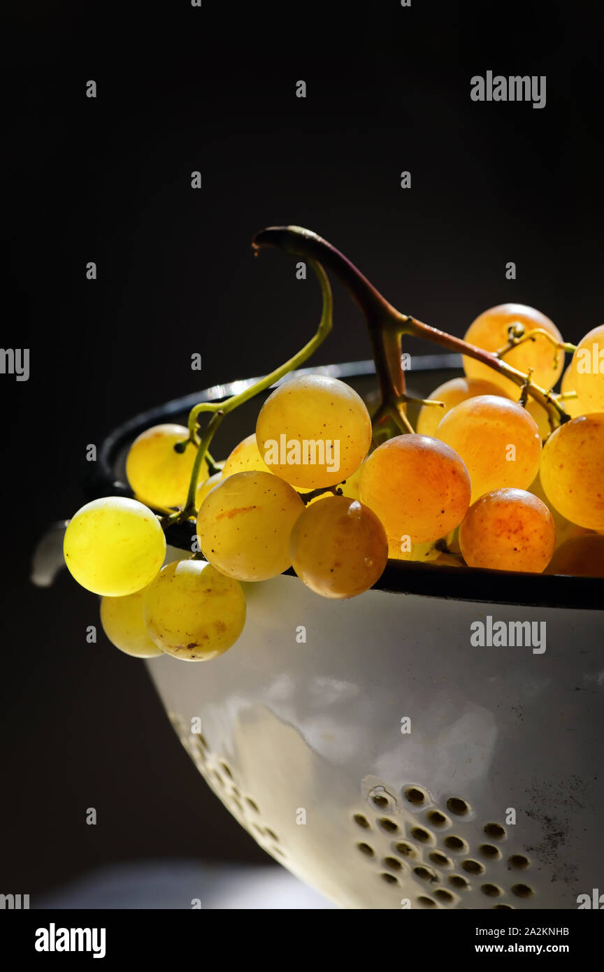 Weiße Trauben in einem Sieb mit Tageslicht Stockfoto