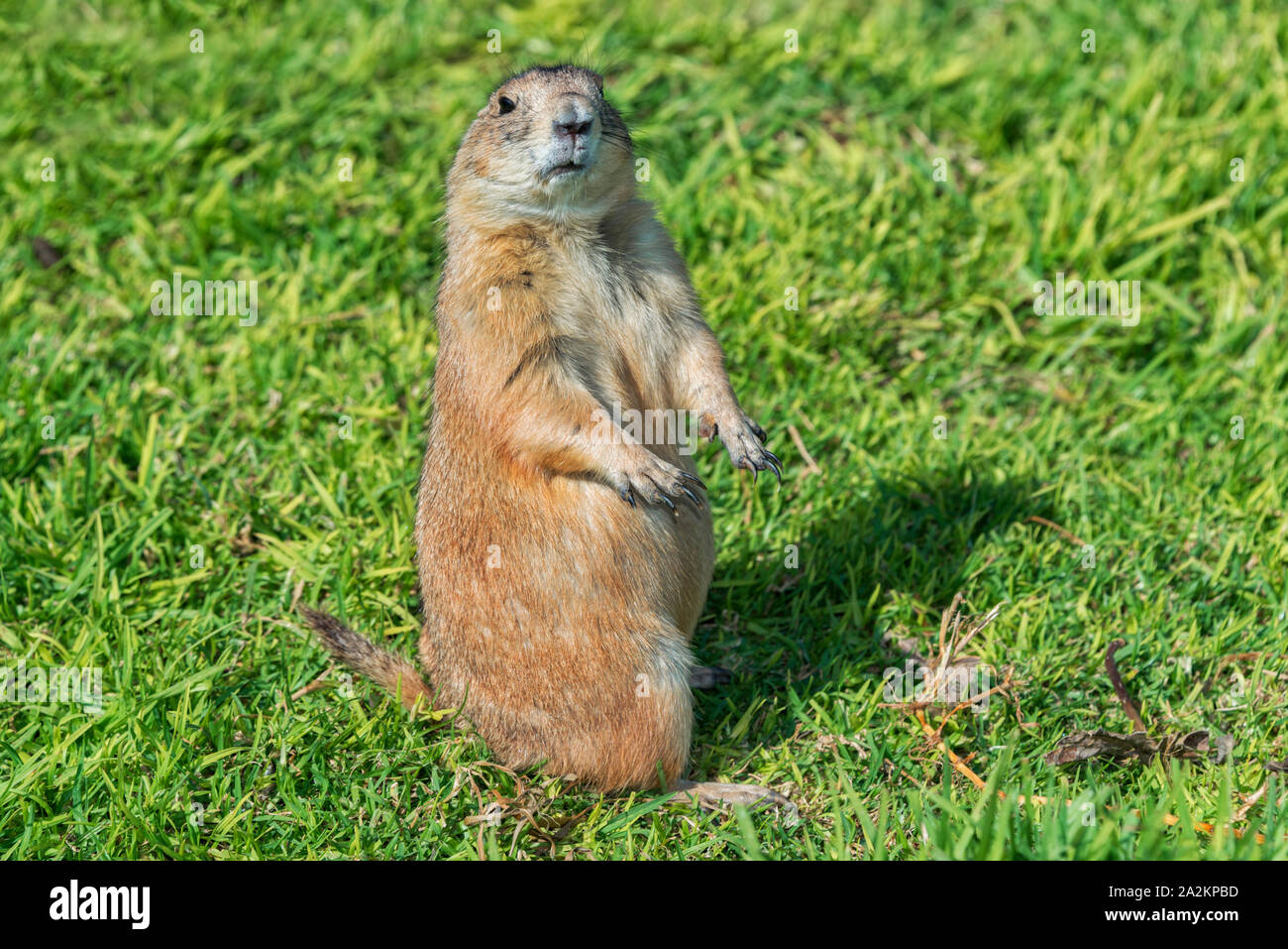 Eine schwarze-tailed prairie dog schaut sich um auf seinen Hinterbeinen stehend Stockfoto