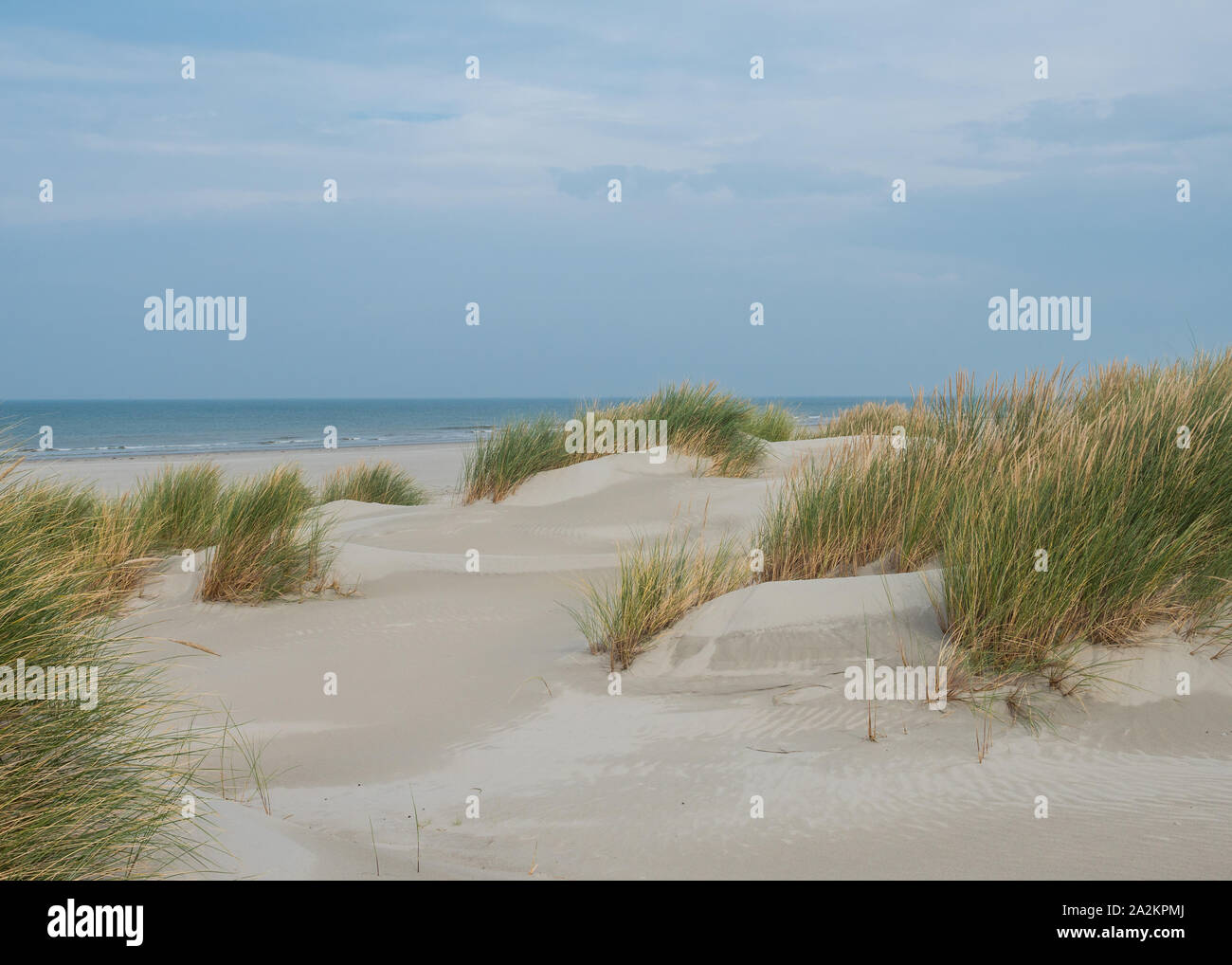 Grasbewachsene Dünen auf der Insel Terschelling Stockfoto