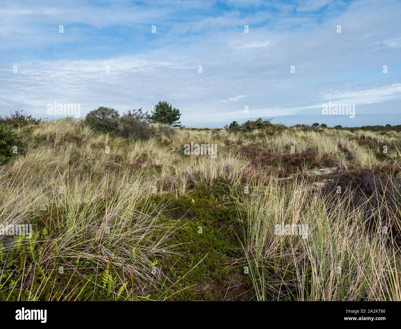 Grasbewachsene Dünen auf der Insel Terschelling Stockfoto