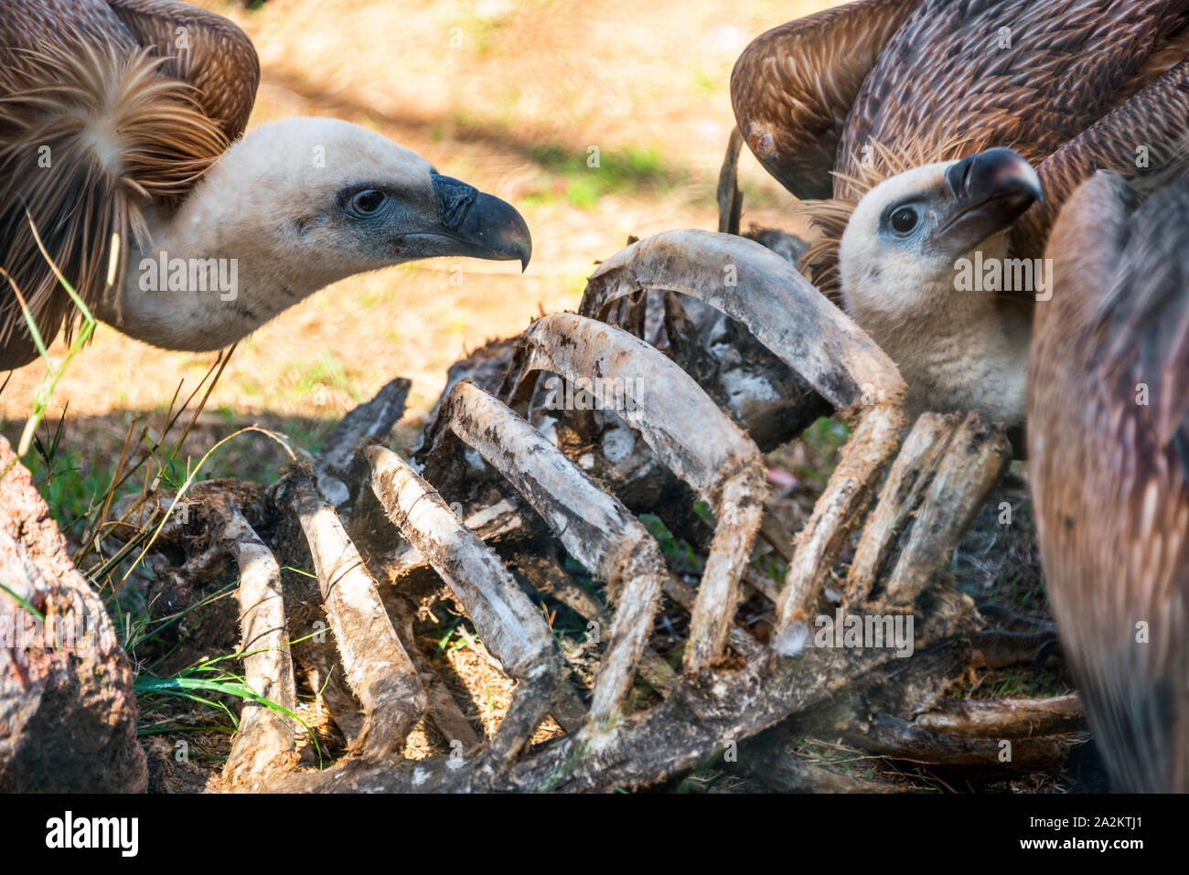 Geier Fütterung auf das Aas Stockfoto