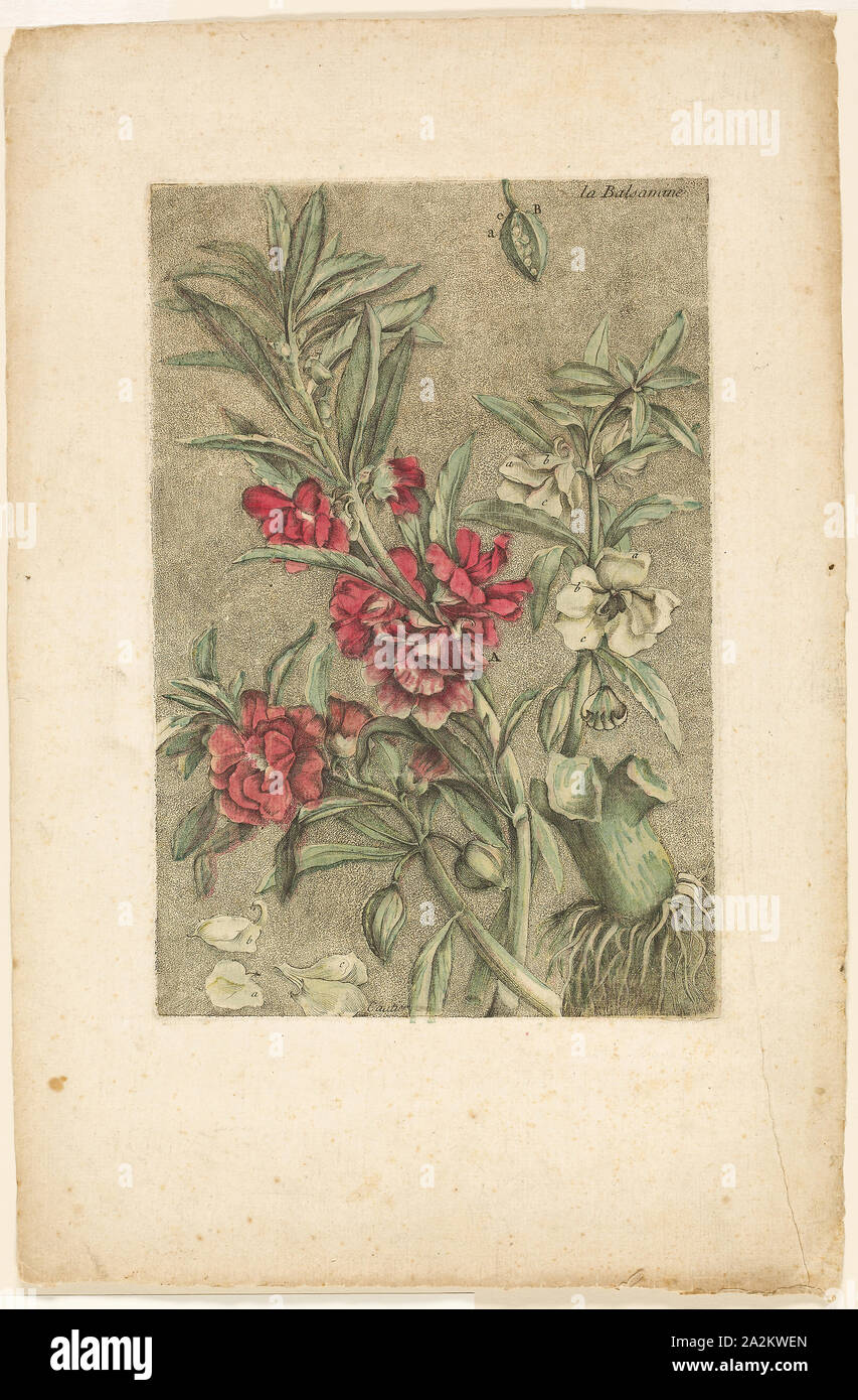 Impatiens,, et étrangères, 1767, Jacques Fabien Gautier D'Agoty, Französisch, 1710-1781, Frankreich, Gravur, mit Ergänzungen in der Bürste und Aquarell, an den cremefarbenen Papier (zum Polieren verfärbt) aus der Sammlung des Plantes usuelles, curieuses festgelegt, 290 × 195 mm (Bild/Platte), 440 × 290 mm (Blatt Stockfoto