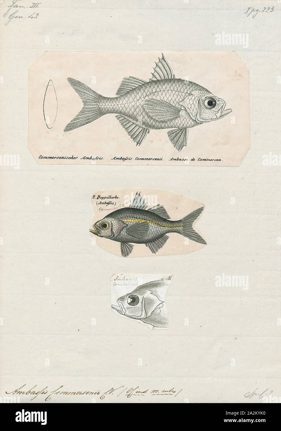 Ambassis commersonii, Drucken, Ambassis ist eine Gattung in der Familie der Fische, die asiatische Ambassidae glassfishes. Sie sind weit verbreitet in der indopazifischen Region gefunden, mit Arten, die in frischen, Brackwasser und küstennahen Seegewässern Stockfoto