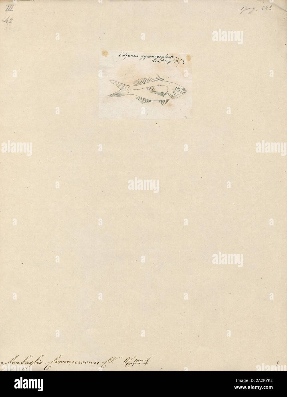 Ambassis commersonii, Drucken, Ambassis ist eine Gattung in der Familie der Fische, die asiatische Ambassidae glassfishes. Sie sind weit verbreitet in der indopazifischen Region gefunden, mit Arten, die in frischen, Brackwasser und küstennahen Seegewässern., 1798-1876 Stockfoto