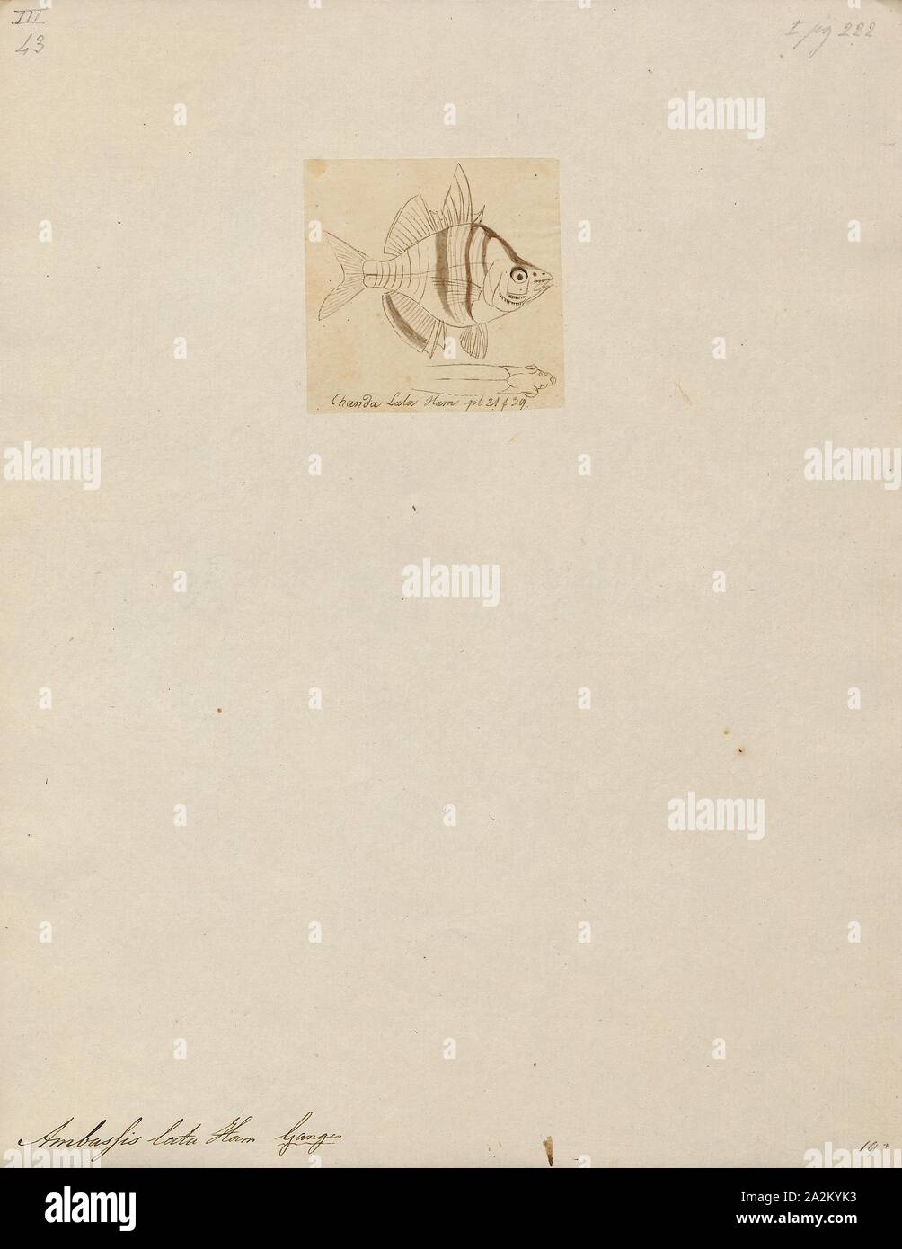 Ambassis lala, Drucken, Ambassis ist eine Gattung in der Familie der Fische, die asiatische Ambassidae glassfishes. Sie sind weit verbreitet in der indopazifischen Region gefunden, mit Arten, die in frischen, Brackwasser und küstennahen Seegewässern., 1807-1822 Stockfoto