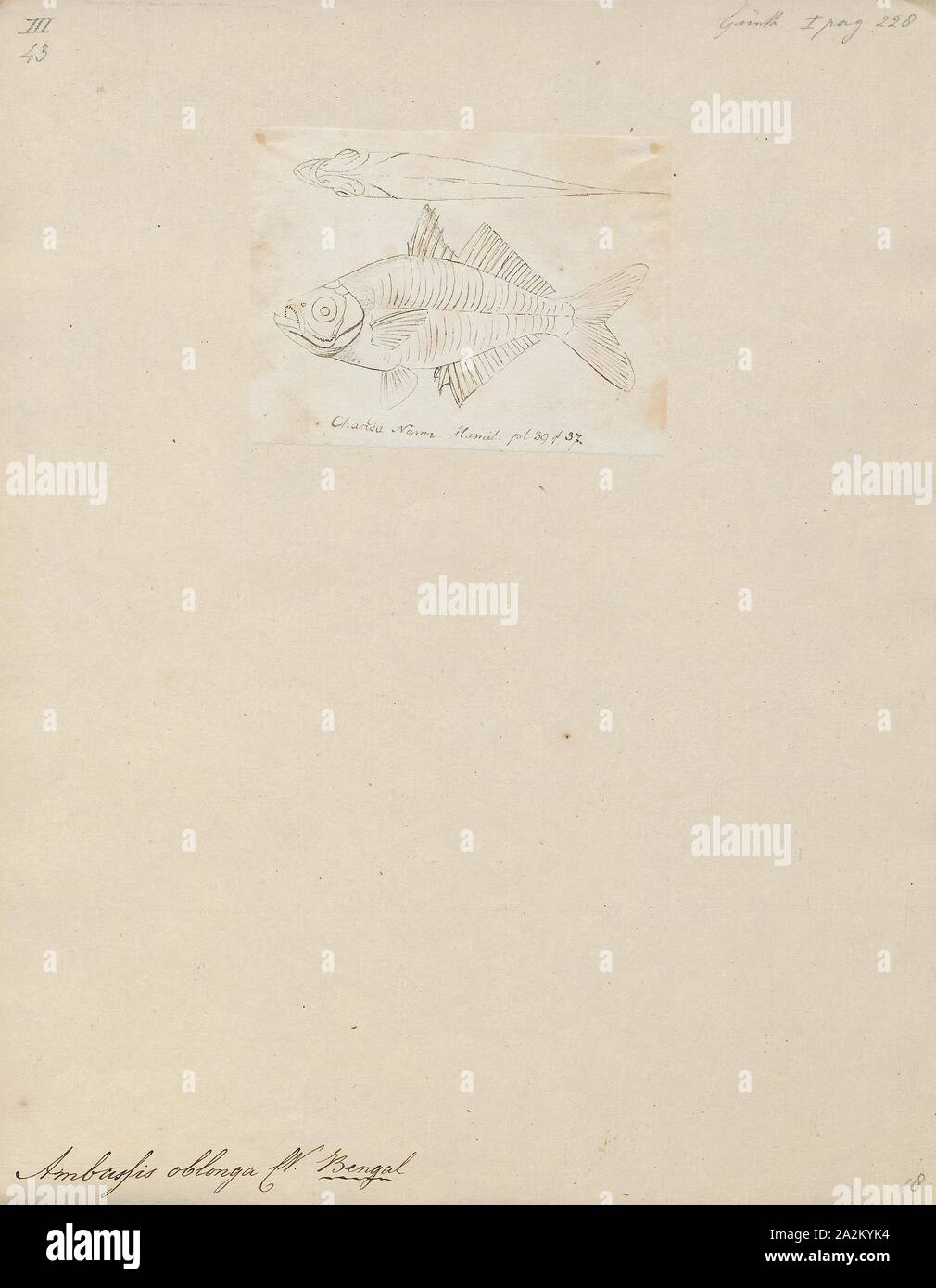Oblonga Ambassis, Drucken, Ambassis ist eine Gattung in der Familie der Fische, die asiatische Ambassidae glassfishes. Sie sind weit verbreitet in der indopazifischen Region gefunden, mit Arten, die in frischen, Brackwasser und küstennahen Seegewässern., 1807-1822 Stockfoto