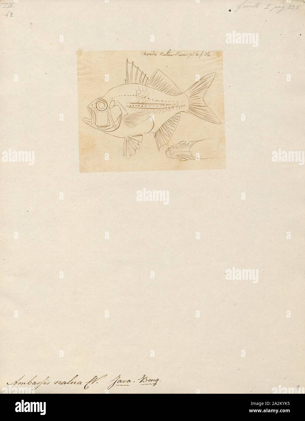 Ambassis nalua, Drucken, Ambassis nalua, die Scalloped glassfish oder überbackene perchlet, ist eine Fischart aus der Gattung Ambassis. Es native auf den indopazifischen Region ist, Indien, Australien und Neuguinea, wo es in Buchten, Flussmündungen und Mangroven gesäumten Bäche auftritt., 1807-1822 Stockfoto