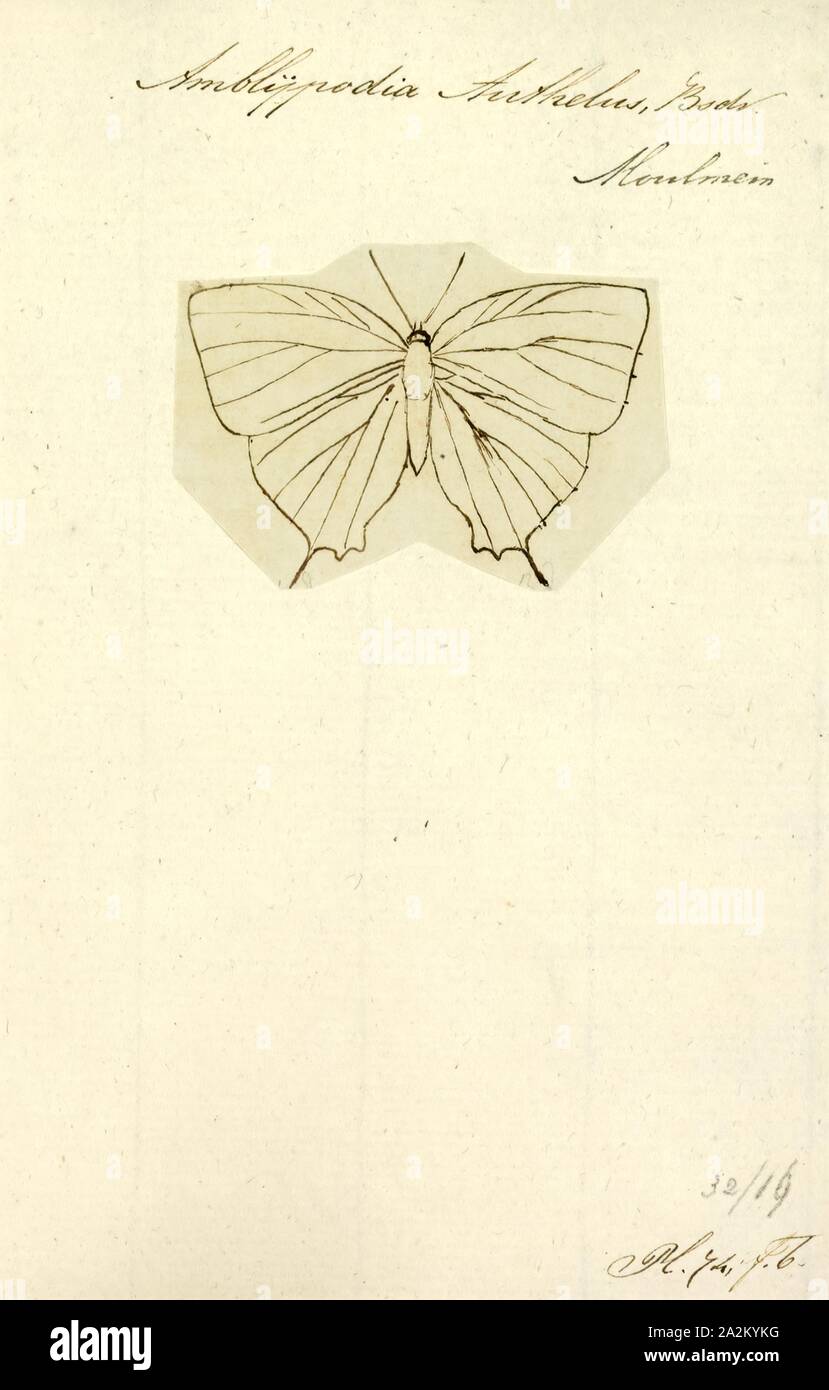 Amblypodia, Drucken, Amblypodia ist eine Gattung in der Familie der