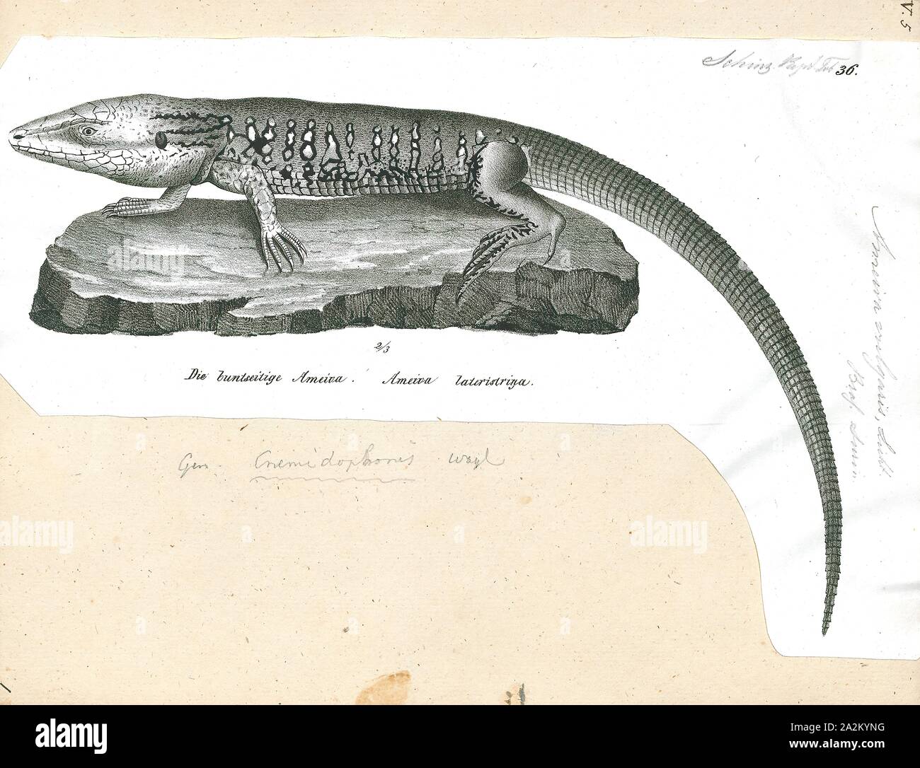 Ameiva Ameiva vulgaris, Drucken, die gemeinhin als Dschungel Läufer