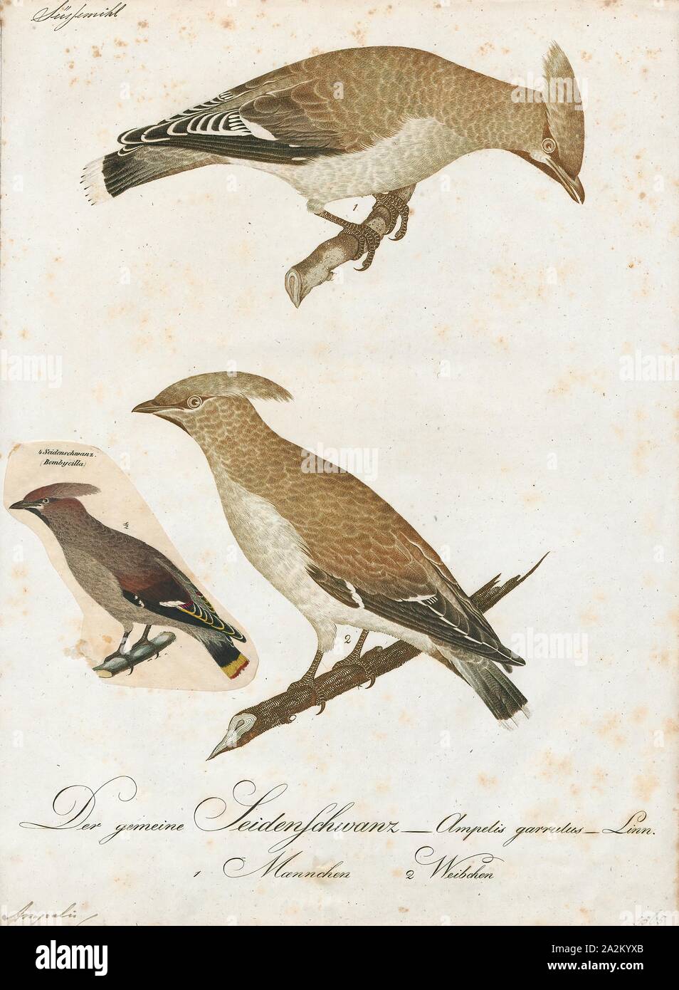 Ampelis garrulus, Drucken, 1800-1812 Stockfoto