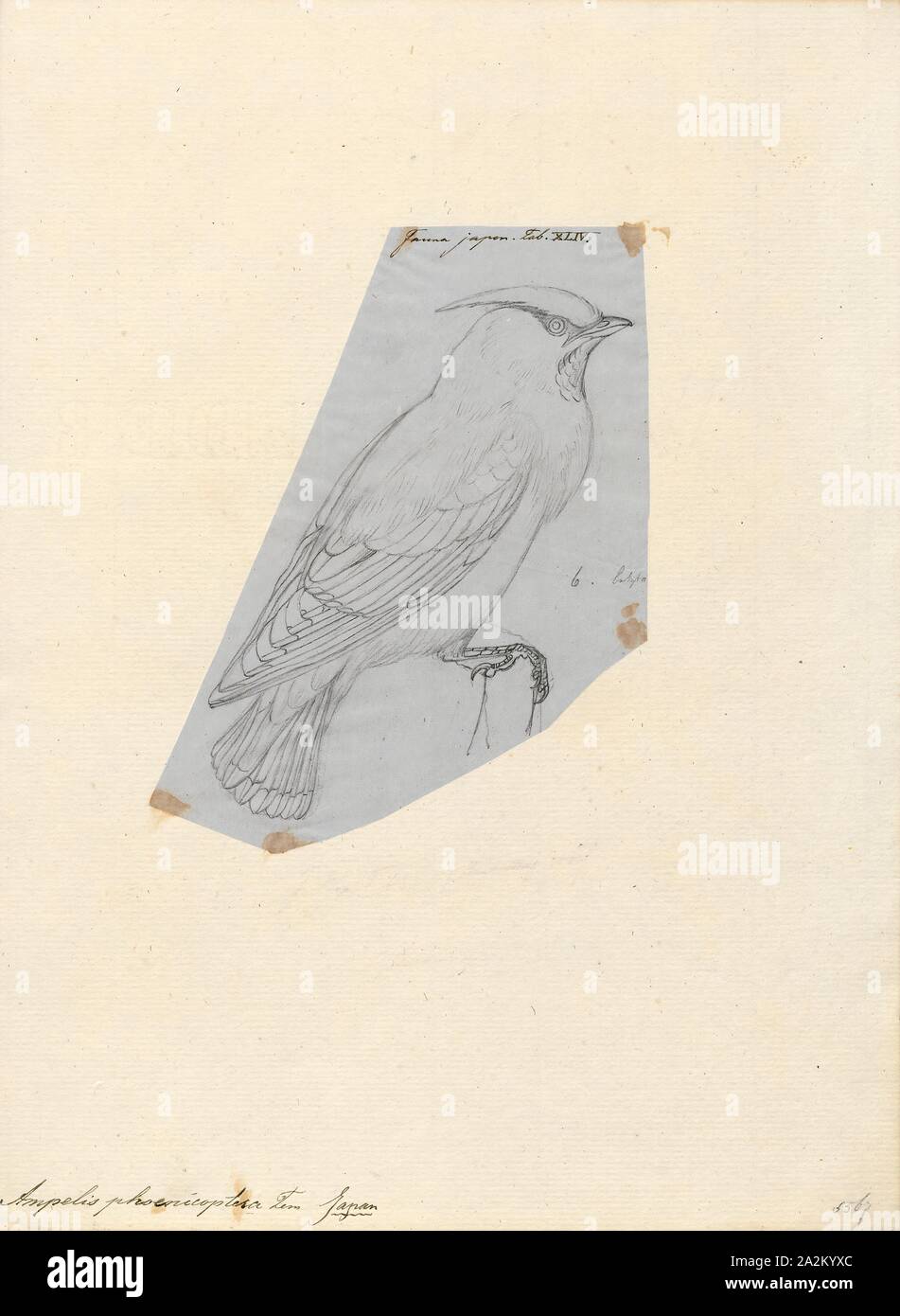 Ampelis phoenicoptera, Drucken, 1833-1850 Stockfoto