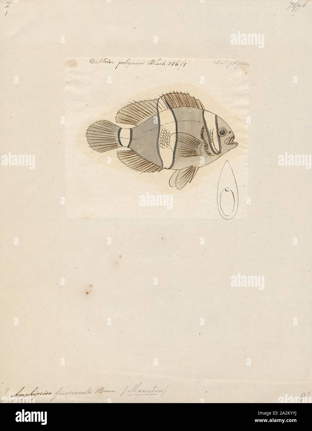 Amphiprion fusciventer, Drucken, Amphiprion ist eine Gattung von ray-finned Fish, umfasst alle Arten von clownfisch oder anemonenfischen in der Unterfamilie der Familie Pomacentridae Amphiprioninae., 1774-1804 Stockfoto