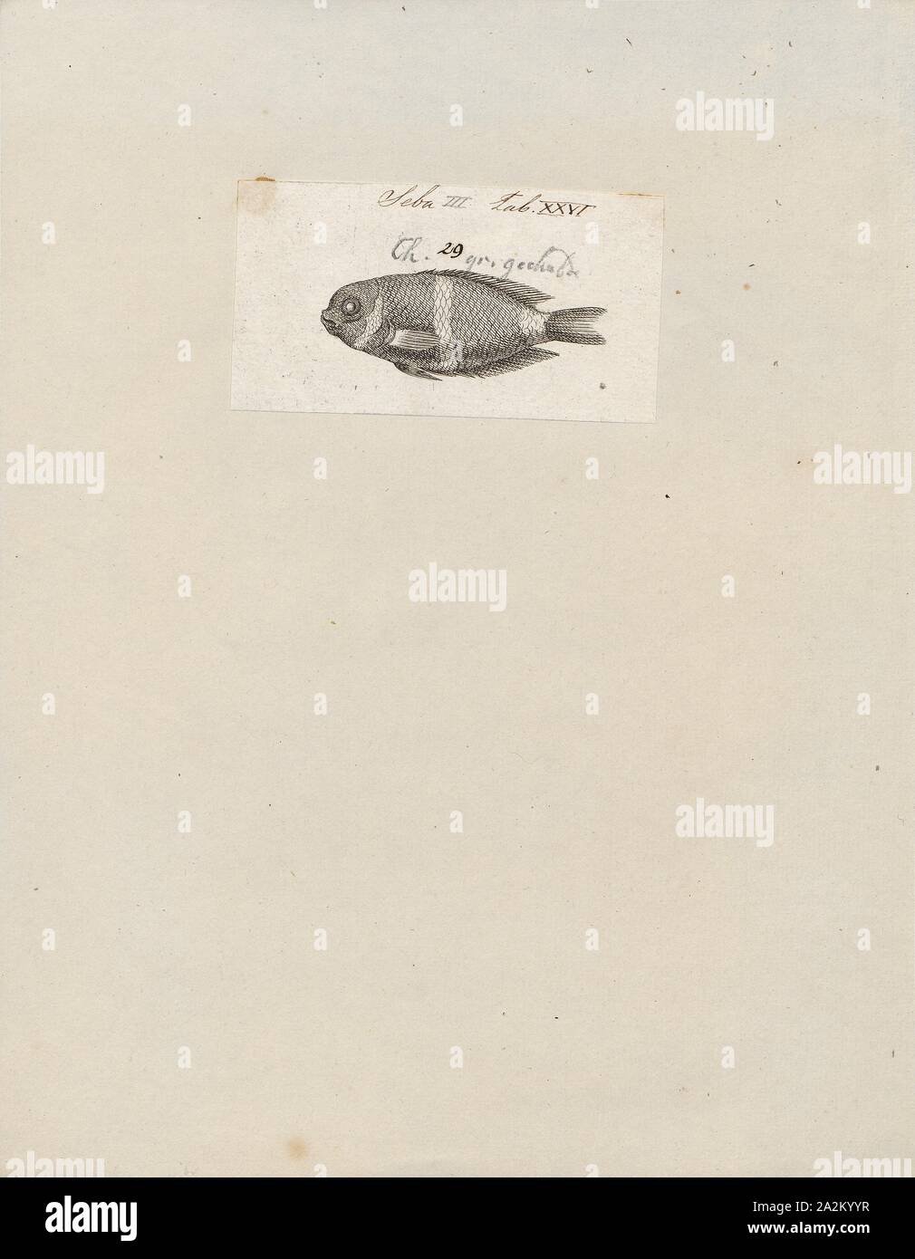 Amphiprion spec., Drucken, Amphiprion ist eine Gattung von ray-finned Fish, umfasst alle Arten von clownfisch oder anemonenfischen in der Unterfamilie der Familie Pomacentridae Amphiprioninae., 1759 Stockfoto