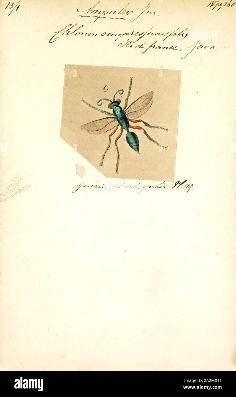 Ampulex, Drucken, Ampulex ist ein grosses internationales Gattung von Wespen aus der Familie der Ampulicidae. Die meisten der &gt; 130 Arten kommen in den Tropen, insbesondere in der "Alten Welt", und weniger als 15 sind von der Neuen Welt bekannt; weniger als 5 Arten sind die in Europa oder in den Vereinigten Staaten, obwohl die alte Welt Arten Ampulex compressa praktisch überall zu, dass sein Wirt Kakerlaken (insb. der Gattung Periplaneta) gefunden werden verbreitet hat. Die wenigen Arten, deren Biologie bekannt sind Parasitoide von Kakerlaken; sie typischerweise Gift injizieren in die Roach, unterwirft oder Stillstellt, und legen Sie es Stockfoto