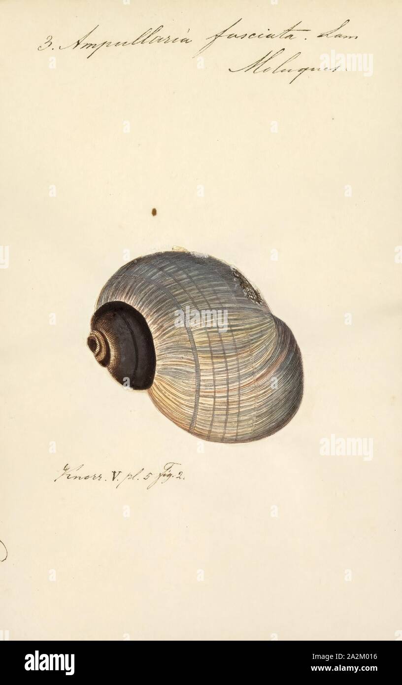 Ampullaria fasciata, Drucken, Ampullaria ist eine ausgestorbene Gattung der Süßwasser-Schnecken mit einem OPERCULUM, ein Aquatic gastropodemollusken in der Familie Ampullariidae tritt Stockfoto