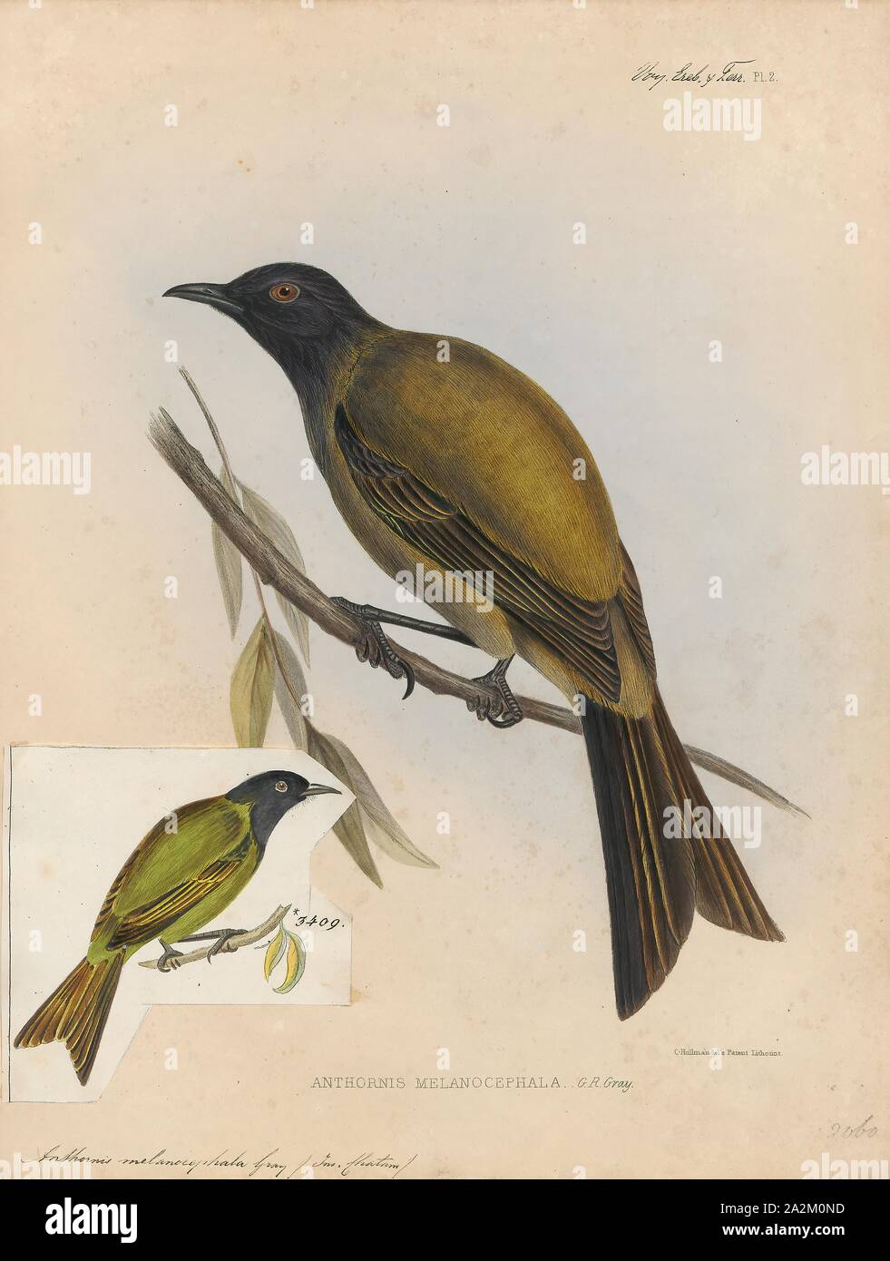 Anthornis melanocephala, Drucken, die Chatham bellbird (Anthornis Melanocephala) ist eine ausgestorbene Vogelart aus der Familie Meliphagidae. Sie war endemisch auf den Chatham Inseln., 1845-1848 Stockfoto