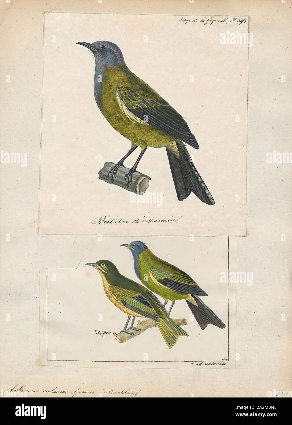 Anthornis melanura, Ausdrucken, die Neuseeland bellbird (Anthornis melanura), auch bekannt unter der Māori-Namen und makomako korimako, ist eine Säugetierart endemisch in Neuseeland. Grünliche Färbung und ist der einzige lebende Mitglied der Gattung Anthornis. Die bellbird bildet einen wesentlichen Bestandteil des berühmten Neuseeland dawn Chorus der Gesang der Vögel, die viel von den frühen europäischen Siedler festgestellt wurde. Der Explorer Captain Cook schrieb über seinen Song 'schien es zu sein wie kleine Glocken die meisten Exquisit abgestimmt". Die Glockenartigen Song wird manchmal mit, dass der Tui verwirrt. Die Art ist häufig über viel von Neuen Stockfoto