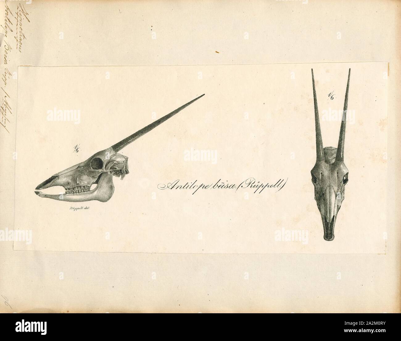 Antilope beisa, Drucken, die Hirschziegenantilope, die Hirschziegenantilope (Antilope cervicapra), auch als die Indische Antilope bekannt, ist eine Antilope in Indien, Nepal und Pakistan. Die hirschziegenantilope ist die einzige ihrer Art der Gattung Antilope. Die Art wurde beschrieben und seine binomial Name durch schwedische Zoologe Carl Linnaeus im Jahre 1758 gegeben. Zwei Unterarten anerkannt sind. Sie steht bis zu 74 bis 84 cm (29 bis 33 in) hoch an der Schulter. Männchen wiegen 20 - 57 kg (44 126 lb), durchschnittlich 38 kg (84 lb). Frauen sind leichter, mit einem Gewicht von 20 - 33 kg (44 - 73 lb) oder 27 kg (60 lb) im Durchschnitt. Der lange, beringt Hörner, 35 - 75 cm (14 - Stockfoto
