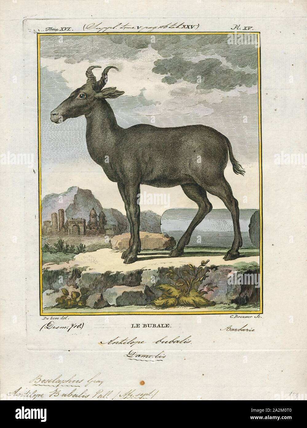 Antilope bubalis", Drucken, die Hirschziegenantilope, die Hirschziegenantilope (Antilope cervicapra), auch als die Indische Antilope bekannt, ist eine Antilope in Indien, Nepal und Pakistan. Die hirschziegenantilope ist die einzige ihrer Art der Gattung Antilope. Die Art wurde beschrieben und seine binomial Name durch schwedische Zoologe Carl Linnaeus im Jahre 1758 gegeben. Zwei Unterarten anerkannt sind. Sie steht bis zu 74 bis 84 cm (29 bis 33 in) hoch an der Schulter. Männchen wiegen 20 - 57 kg (44 126 lb), durchschnittlich 38 kg (84 lb). Frauen sind leichter, mit einem Gewicht von 20 - 33 kg (44 - 73 lb) oder 27 kg (60 lb) im Durchschnitt. Der lange, beringt Hörner, 35 - 75 cm ( Stockfoto