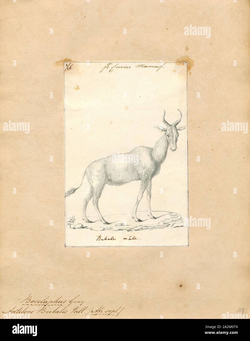 Antilope bubalis", Drucken, die Hirschziegenantilope, die Hirschziegenantilope (Antilope cervicapra), auch als die Indische Antilope bekannt, ist eine Antilope in Indien, Nepal und Pakistan. Die hirschziegenantilope ist die einzige ihrer Art der Gattung Antilope. Die Art wurde beschrieben und seine binomial Name durch schwedische Zoologe Carl Linnaeus im Jahre 1758 gegeben. Zwei Unterarten anerkannt sind. Sie steht bis zu 74 bis 84 cm (29 bis 33 in) hoch an der Schulter. Männchen wiegen 20 - 57 kg (44 126 lb), durchschnittlich 38 kg (84 lb). Frauen sind leichter, mit einem Gewicht von 20 - 33 kg (44 - 73 lb) oder 27 kg (60 lb) im Durchschnitt. Der lange, beringt Hörner, 35 - 75 cm ( Stockfoto