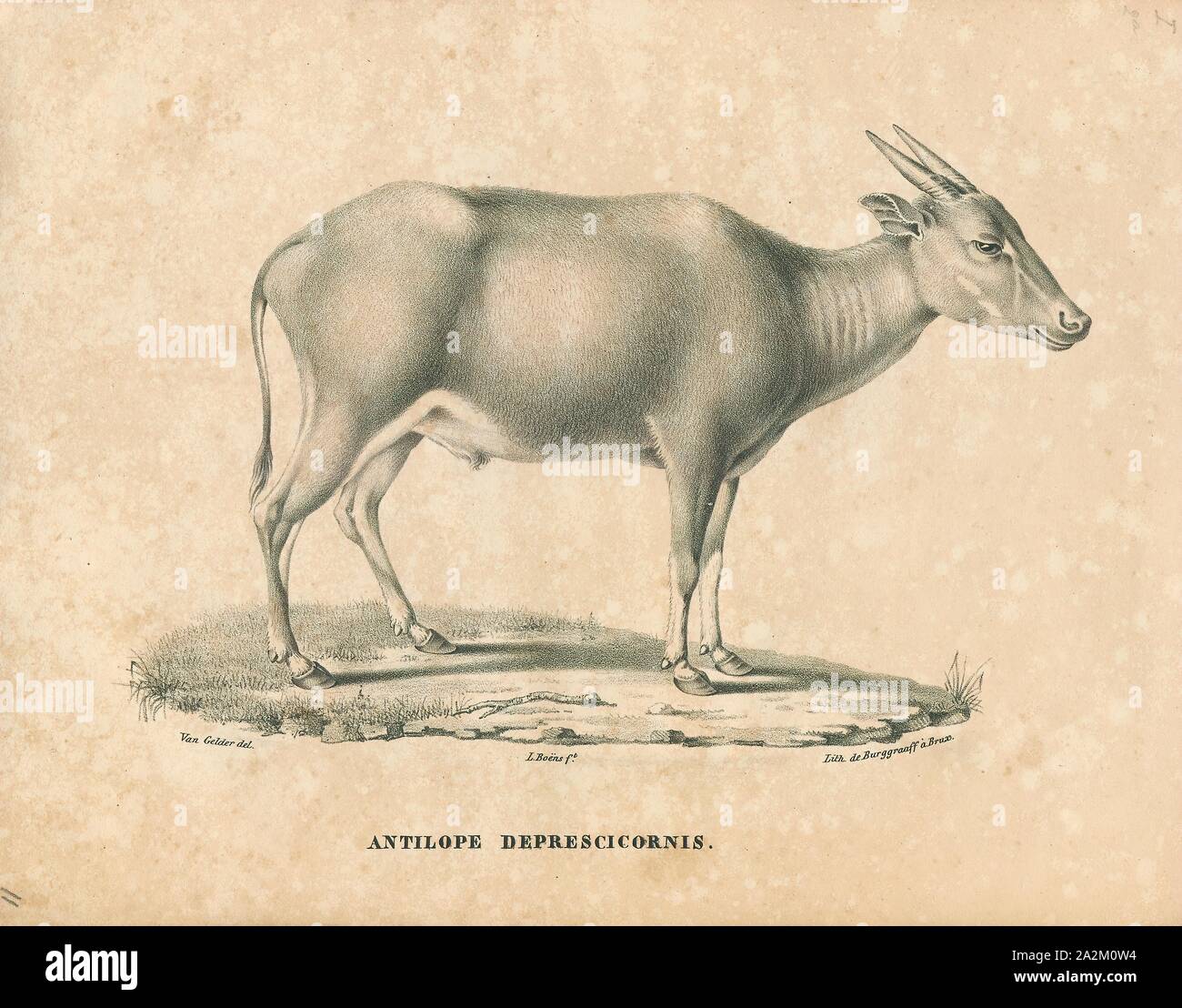 Antilope depressicornis, Drucken, die Hirschziegenantilope, die Hirschziegenantilope (Antilope cervicapra), auch als die Indische Antilope bekannt, ist eine Antilope in Indien, Nepal und Pakistan. Die hirschziegenantilope ist die einzige ihrer Art der Gattung Antilope. Die Art wurde beschrieben und seine binomial Name durch schwedische Zoologe Carl Linnaeus im Jahre 1758 gegeben. Zwei Unterarten anerkannt sind. Sie steht bis zu 74 bis 84 cm (29 bis 33 in) hoch an der Schulter. Männchen wiegen 20 - 57 kg (44 126 lb), durchschnittlich 38 kg (84 lb). Frauen sind leichter, mit einem Gewicht von 20 - 33 kg (44 - 73 lb) oder 27 kg (60 lb) im Durchschnitt. Der lange, beringt Hörner, 35 - Stockfoto