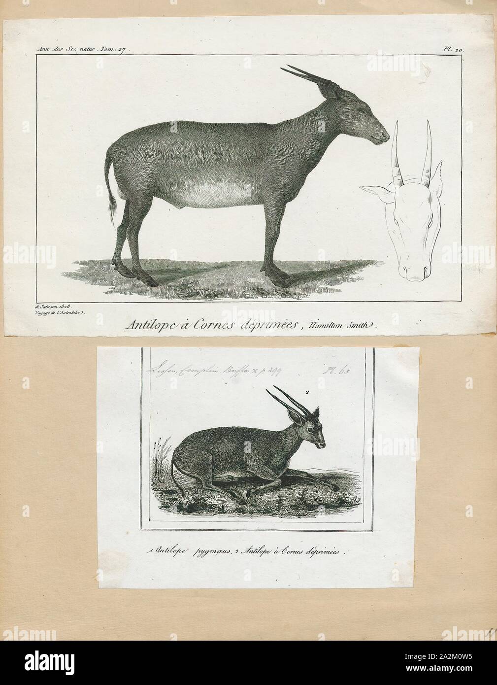 Antilope depressicornis, Drucken, die Hirschziegenantilope, die Hirschziegenantilope (Antilope cervicapra), auch als die Indische Antilope bekannt, ist eine Antilope in Indien, Nepal und Pakistan. Die hirschziegenantilope ist die einzige ihrer Art der Gattung Antilope. Die Art wurde beschrieben und seine binomial Name durch schwedische Zoologe Carl Linnaeus im Jahre 1758 gegeben. Zwei Unterarten anerkannt sind. Sie steht bis zu 74 bis 84 cm (29 bis 33 in) hoch an der Schulter. Männchen wiegen 20 - 57 kg (44 126 lb), durchschnittlich 38 kg (84 lb). Frauen sind leichter, mit einem Gewicht von 20 - 33 kg (44 - 73 lb) oder 27 kg (60 lb) im Durchschnitt. Der lange, beringt Hörner, 35 - Stockfoto