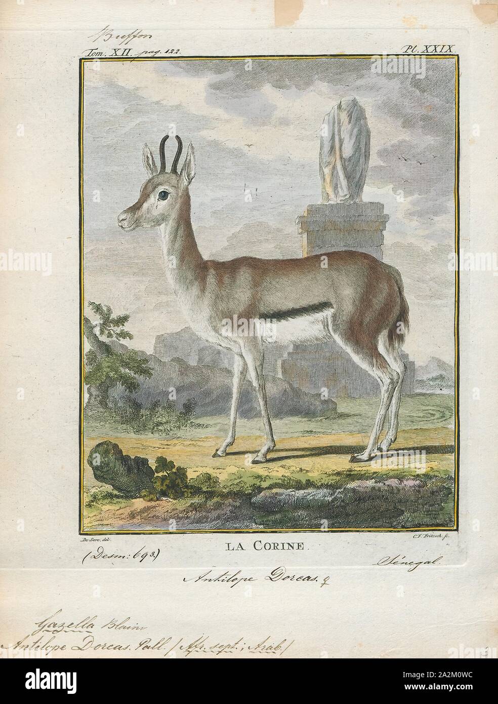 Antilope Dorcas, Drucken, die Hirschziegenantilope, die Hirschziegenantilope (Antilope cervicapra), auch als die Indische Antilope bekannt, ist eine Antilope in Indien, Nepal und Pakistan. Die hirschziegenantilope ist die einzige ihrer Art der Gattung Antilope. Die Art wurde beschrieben und seine binomial Name durch schwedische Zoologe Carl Linnaeus im Jahre 1758 gegeben. Zwei Unterarten anerkannt sind. Sie steht bis zu 74 bis 84 cm (29 bis 33 in) hoch an der Schulter. Männchen wiegen 20 - 57 kg (44 126 lb), durchschnittlich 38 kg (84 lb). Frauen sind leichter, mit einem Gewicht von 20 - 33 kg (44 - 73 lb) oder 27 kg (60 lb) im Durchschnitt. Der lange, beringt Hörner, 35 - 75 cm (14 Stockfoto
