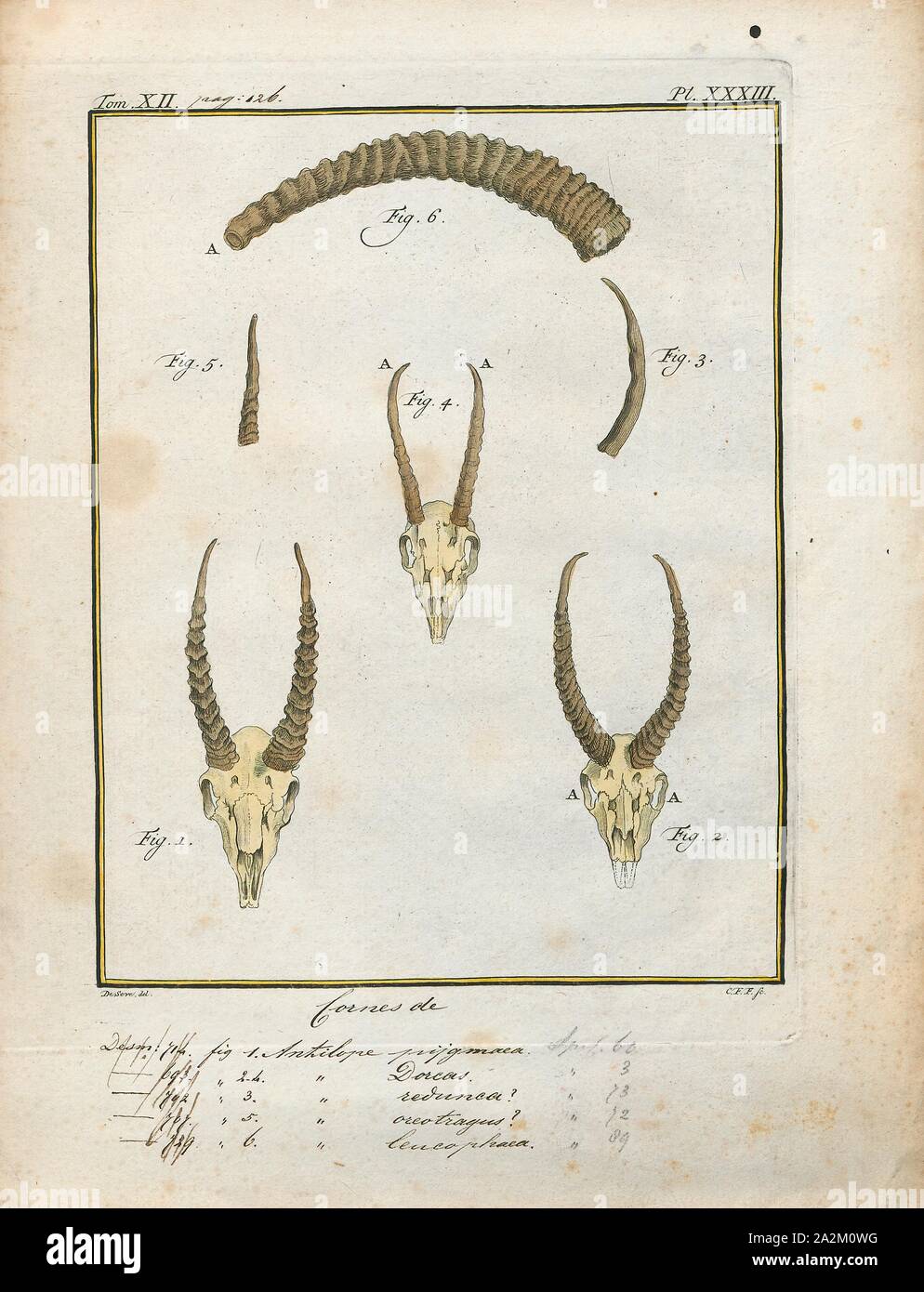 Antilope Dorcas, Drucken, die Hirschziegenantilope, die Hirschziegenantilope (Antilope cervicapra), auch als die Indische Antilope bekannt, ist eine Antilope in Indien, Nepal und Pakistan. Die hirschziegenantilope ist die einzige ihrer Art der Gattung Antilope. Die Art wurde beschrieben und seine binomial Name durch schwedische Zoologe Carl Linnaeus im Jahre 1758 gegeben. Zwei Unterarten anerkannt sind. Sie steht bis zu 74 bis 84 cm (29 bis 33 in) hoch an der Schulter. Männchen wiegen 20 - 57 kg (44 126 lb), durchschnittlich 38 kg (84 lb). Frauen sind leichter, mit einem Gewicht von 20 - 33 kg (44 - 73 lb) oder 27 kg (60 lb) im Durchschnitt. Der lange, beringt Hörner, 35 - 75 cm (14 Stockfoto