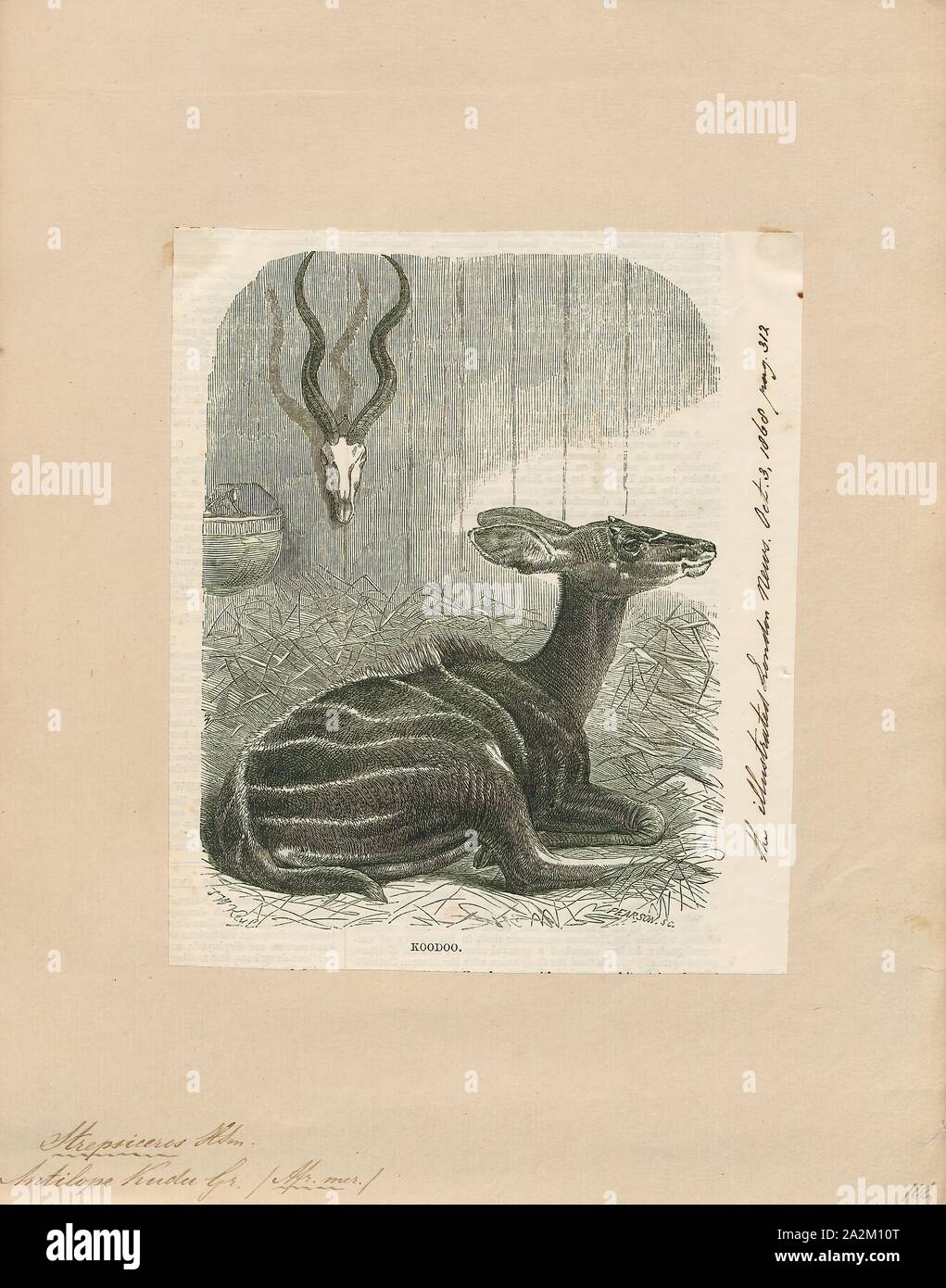 Antilope Kudu, Drucken, die Hirschziegenantilope, die Hirschziegenantilope (Antilope cervicapra), auch als die Indische Antilope bekannt, ist eine Antilope in Indien, Nepal und Pakistan. Die hirschziegenantilope ist die einzige ihrer Art der Gattung Antilope. Die Art wurde beschrieben und seine binomial Name durch schwedische Zoologe Carl Linnaeus im Jahre 1758 gegeben. Zwei Unterarten anerkannt sind. Sie steht bis zu 74 bis 84 cm (29 bis 33 in) hoch an der Schulter. Männchen wiegen 20 - 57 kg (44 126 lb), durchschnittlich 38 kg (84 lb). Frauen sind leichter, mit einem Gewicht von 20 - 33 kg (44 - 73 lb) oder 27 kg (60 lb) im Durchschnitt. Der lange, beringt Hörner, 35 - 75 cm (14 - Stockfoto