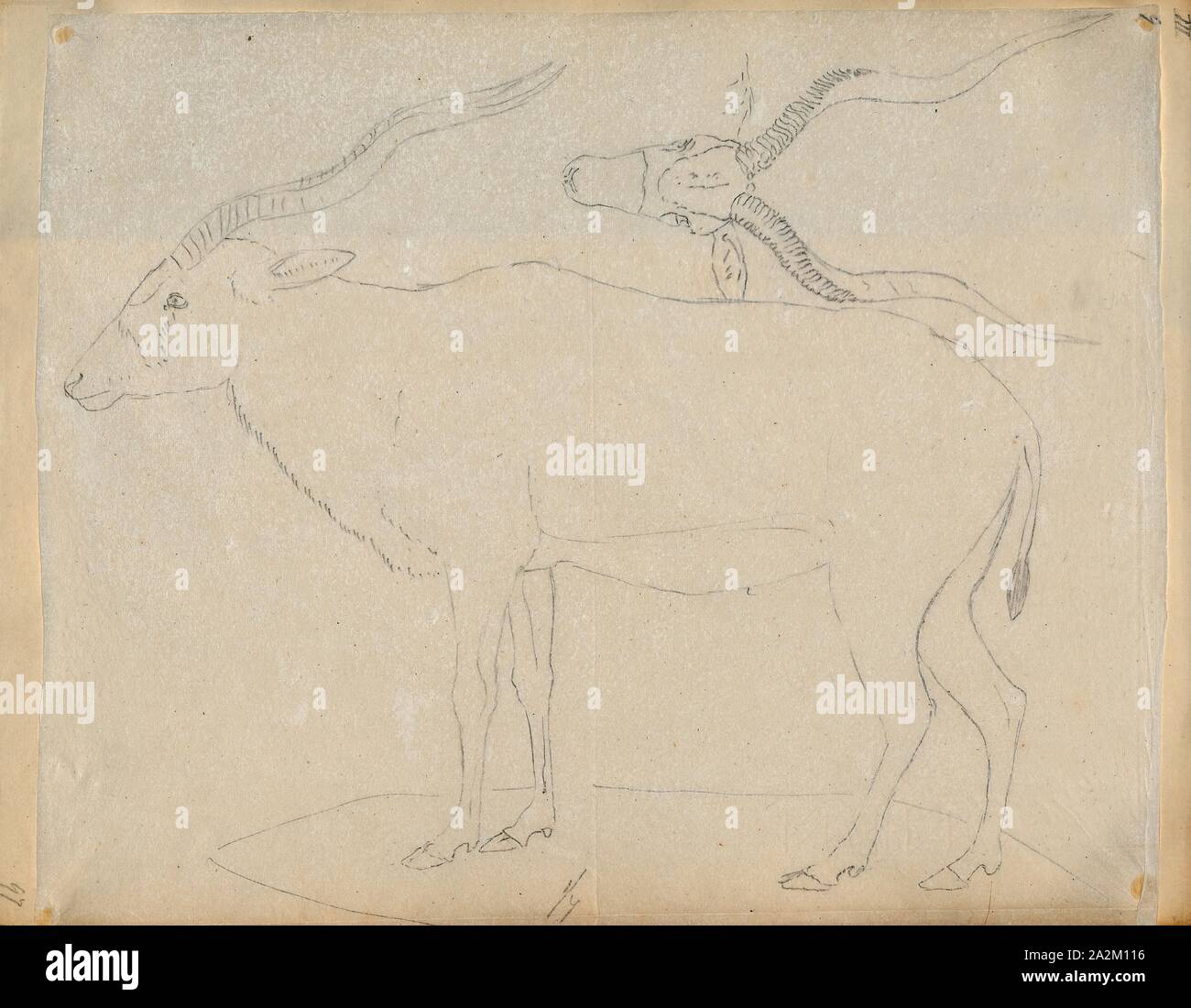 Antilope nasomaculata, Drucken, die Hirschziegenantilope, die Hirschziegenantilope (Antilope cervicapra), auch als die Indische Antilope bekannt, ist eine Antilope in Indien, Nepal und Pakistan. Die hirschziegenantilope ist die einzige ihrer Art der Gattung Antilope. Die Art wurde beschrieben und seine binomial Name durch schwedische Zoologe Carl Linnaeus im Jahre 1758 gegeben. Zwei Unterarten anerkannt sind. Sie steht bis zu 74 bis 84 cm (29 bis 33 in) hoch an der Schulter. Männchen wiegen 20 - 57 kg (44 126 lb), durchschnittlich 38 kg (84 lb). Frauen sind leichter, mit einem Gewicht von 20 - 33 kg (44 - 73 lb) oder 27 kg (60 lb) im Durchschnitt. Der lange, beringt Hörner, 35 - 75 Stockfoto