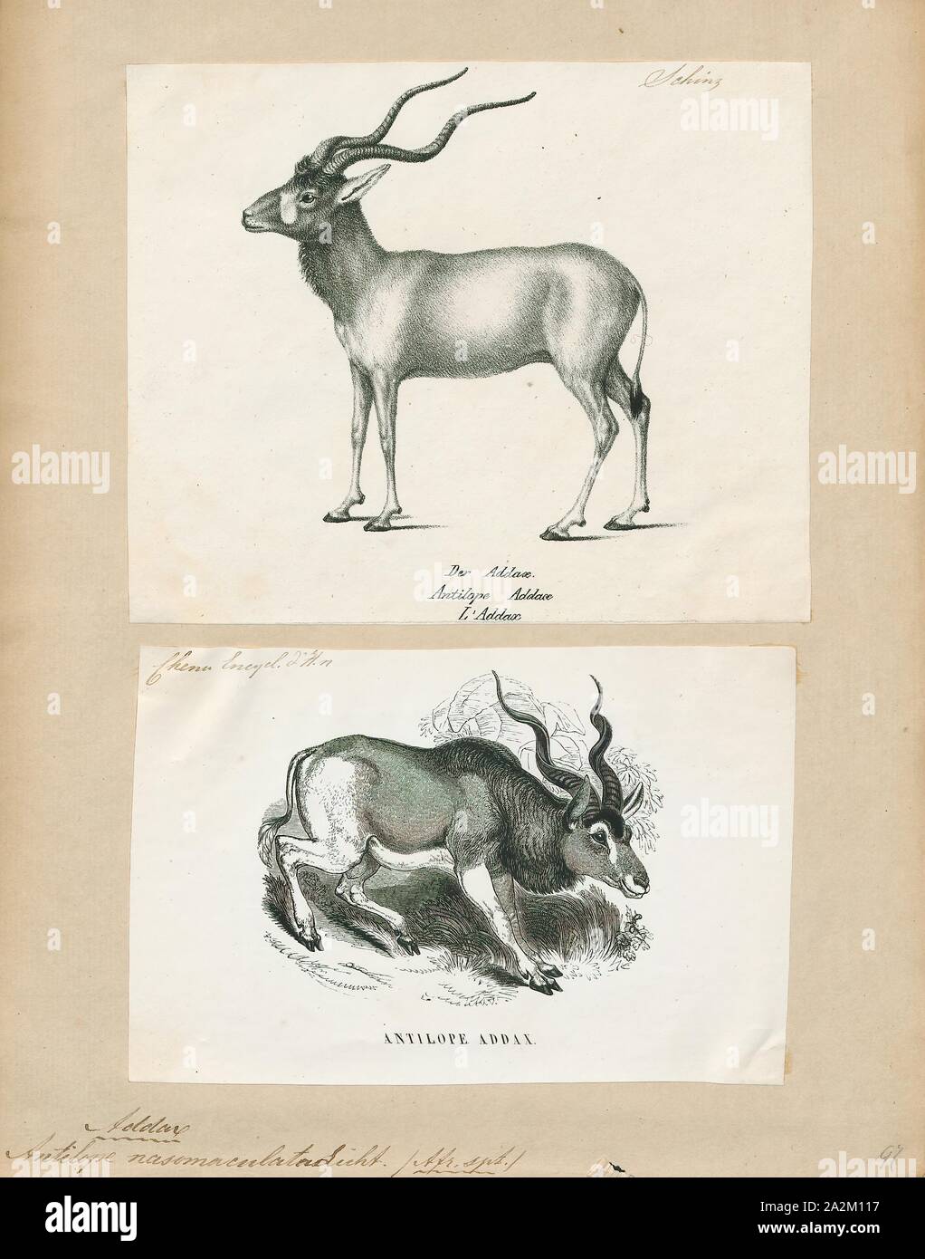 Antilope nasomaculata, Drucken, die Hirschziegenantilope, die Hirschziegenantilope (Antilope cervicapra), auch als die Indische Antilope bekannt, ist eine Antilope in Indien, Nepal und Pakistan. Die hirschziegenantilope ist die einzige ihrer Art der Gattung Antilope. Die Art wurde beschrieben und seine binomial Name durch schwedische Zoologe Carl Linnaeus im Jahre 1758 gegeben. Zwei Unterarten anerkannt sind. Sie steht bis zu 74 bis 84 cm (29 bis 33 in) hoch an der Schulter. Männchen wiegen 20 - 57 kg (44 126 lb), durchschnittlich 38 kg (84 lb). Frauen sind leichter, mit einem Gewicht von 20 - 33 kg (44 - 73 lb) oder 27 kg (60 lb) im Durchschnitt. Der lange, beringt Hörner, 35 - 75 Stockfoto