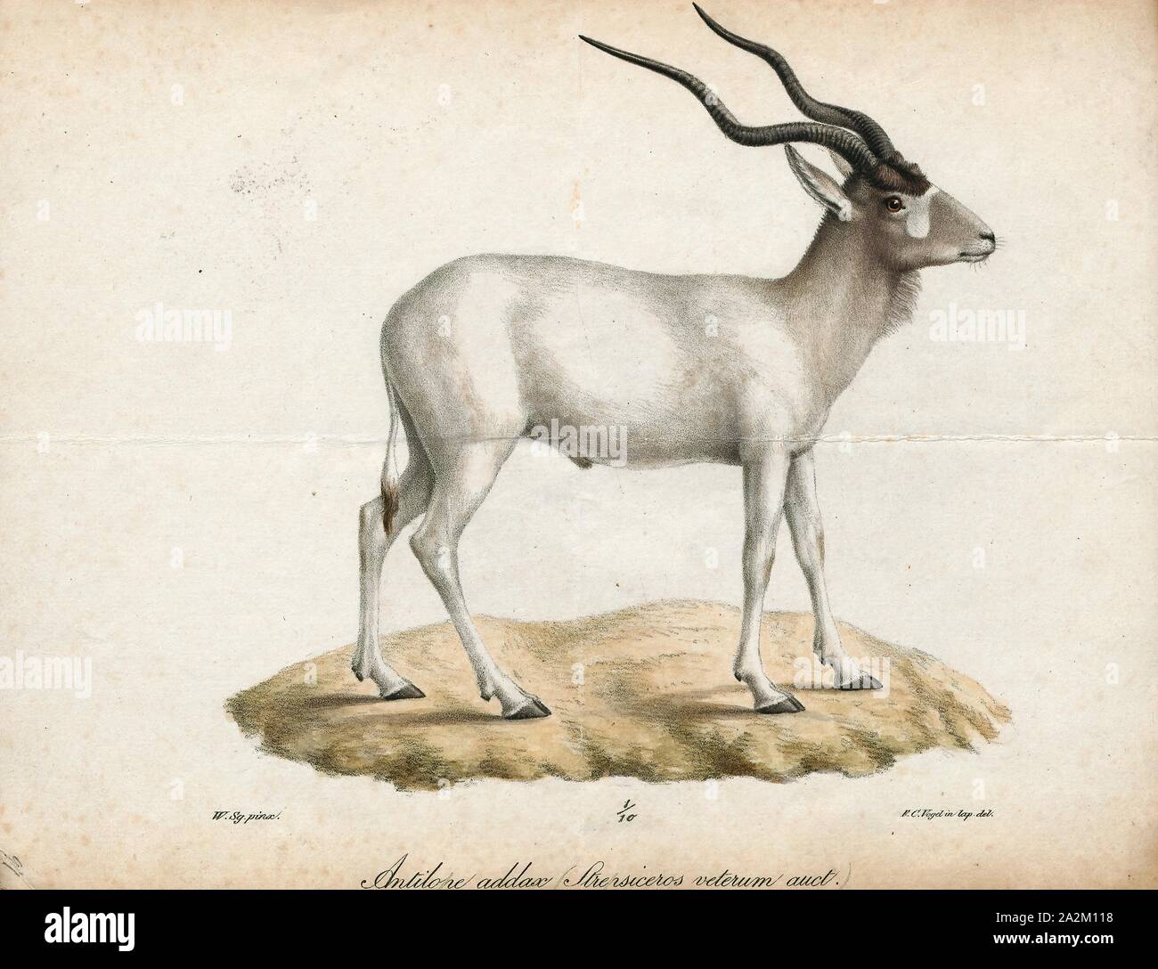 Antilope nasomaculata, Drucken, die Hirschziegenantilope, die Hirschziegenantilope (Antilope cervicapra), auch als die Indische Antilope bekannt, ist eine Antilope in Indien, Nepal und Pakistan. Die hirschziegenantilope ist die einzige ihrer Art der Gattung Antilope. Die Art wurde beschrieben und seine binomial Name durch schwedische Zoologe Carl Linnaeus im Jahre 1758 gegeben. Zwei Unterarten anerkannt sind. Sie steht bis zu 74 bis 84 cm (29 bis 33 in) hoch an der Schulter. Männchen wiegen 20 - 57 kg (44 126 lb), durchschnittlich 38 kg (84 lb). Frauen sind leichter, mit einem Gewicht von 20 - 33 kg (44 - 73 lb) oder 27 kg (60 lb) im Durchschnitt. Der lange, beringt Hörner, 35 - 75 Stockfoto