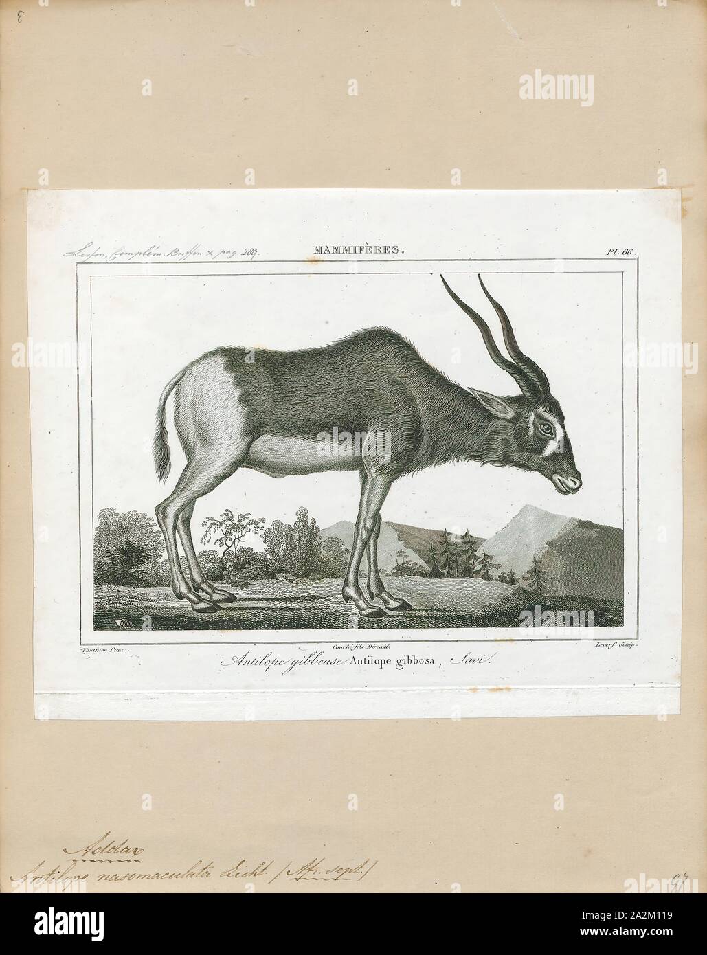 Antilope nasomaculata, Drucken, die Hirschziegenantilope, die Hirschziegenantilope (Antilope cervicapra), auch als die Indische Antilope bekannt, ist eine Antilope in Indien, Nepal und Pakistan. Die hirschziegenantilope ist die einzige ihrer Art der Gattung Antilope. Die Art wurde beschrieben und seine binomial Name durch schwedische Zoologe Carl Linnaeus im Jahre 1758 gegeben. Zwei Unterarten anerkannt sind. Sie steht bis zu 74 bis 84 cm (29 bis 33 in) hoch an der Schulter. Männchen wiegen 20 - 57 kg (44 126 lb), durchschnittlich 38 kg (84 lb). Frauen sind leichter, mit einem Gewicht von 20 - 33 kg (44 - 73 lb) oder 27 kg (60 lb) im Durchschnitt. Der lange, beringt Hörner, 35 - 75 Stockfoto