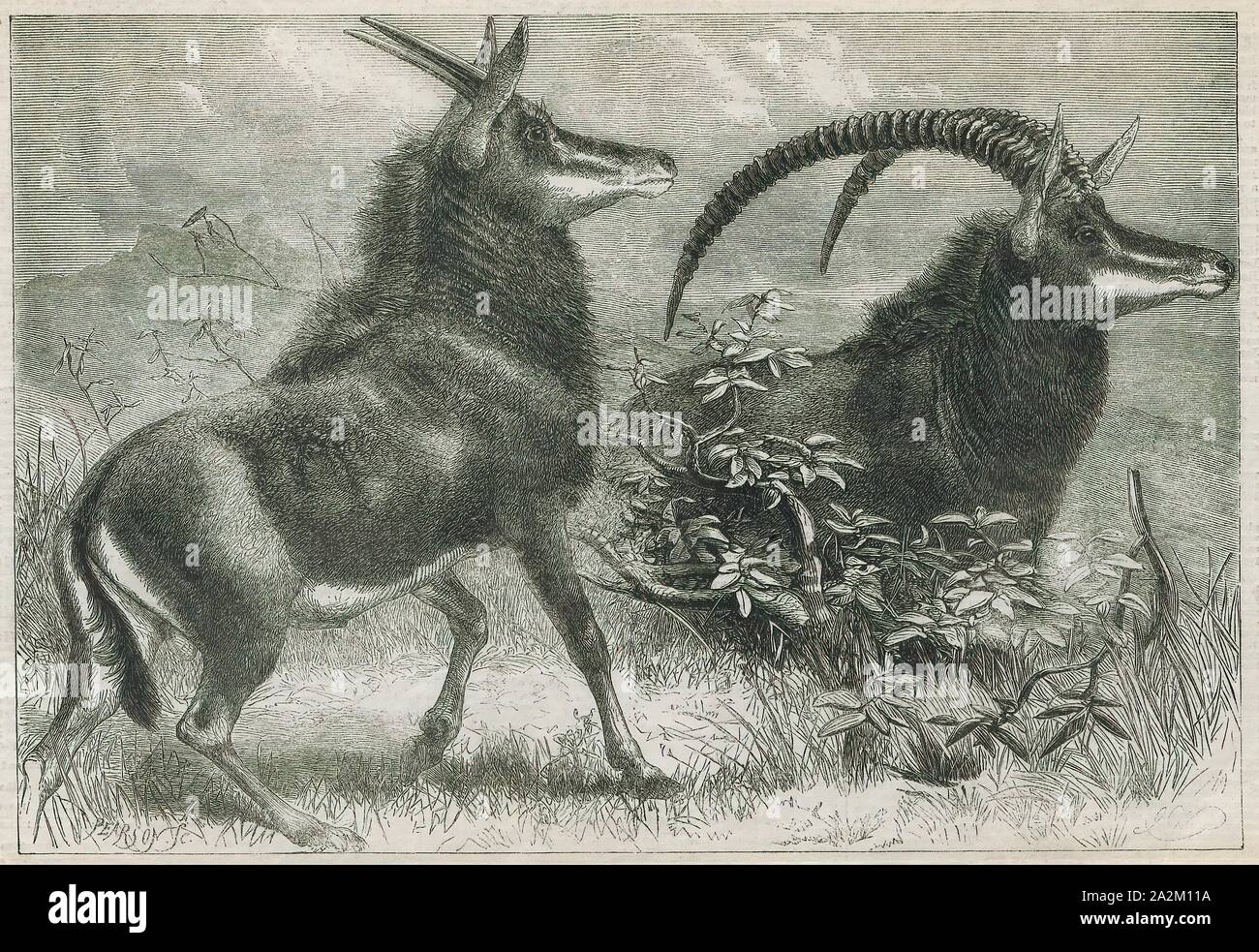 Antilope Niger, Drucken, die Hirschziegenantilope, die Hirschziegenantilope (Antilope cervicapra), auch als die Indische Antilope bekannt, ist eine Antilope in Indien, Nepal und Pakistan. Die hirschziegenantilope ist die einzige ihrer Art der Gattung Antilope. Die Art wurde beschrieben und seine binomial Name durch schwedische Zoologe Carl Linnaeus im Jahre 1758 gegeben. Zwei Unterarten anerkannt sind. Sie steht bis zu 74 bis 84 cm (29 bis 33 in) hoch an der Schulter. Männchen wiegen 20 - 57 kg (44 126 lb), durchschnittlich 38 kg (84 lb). Frauen sind leichter, mit einem Gewicht von 20 - 33 kg (44 - 73 lb) oder 27 kg (60 lb) im Durchschnitt. Der lange, beringt Hörner, 35 - 75 cm (14 - Stockfoto