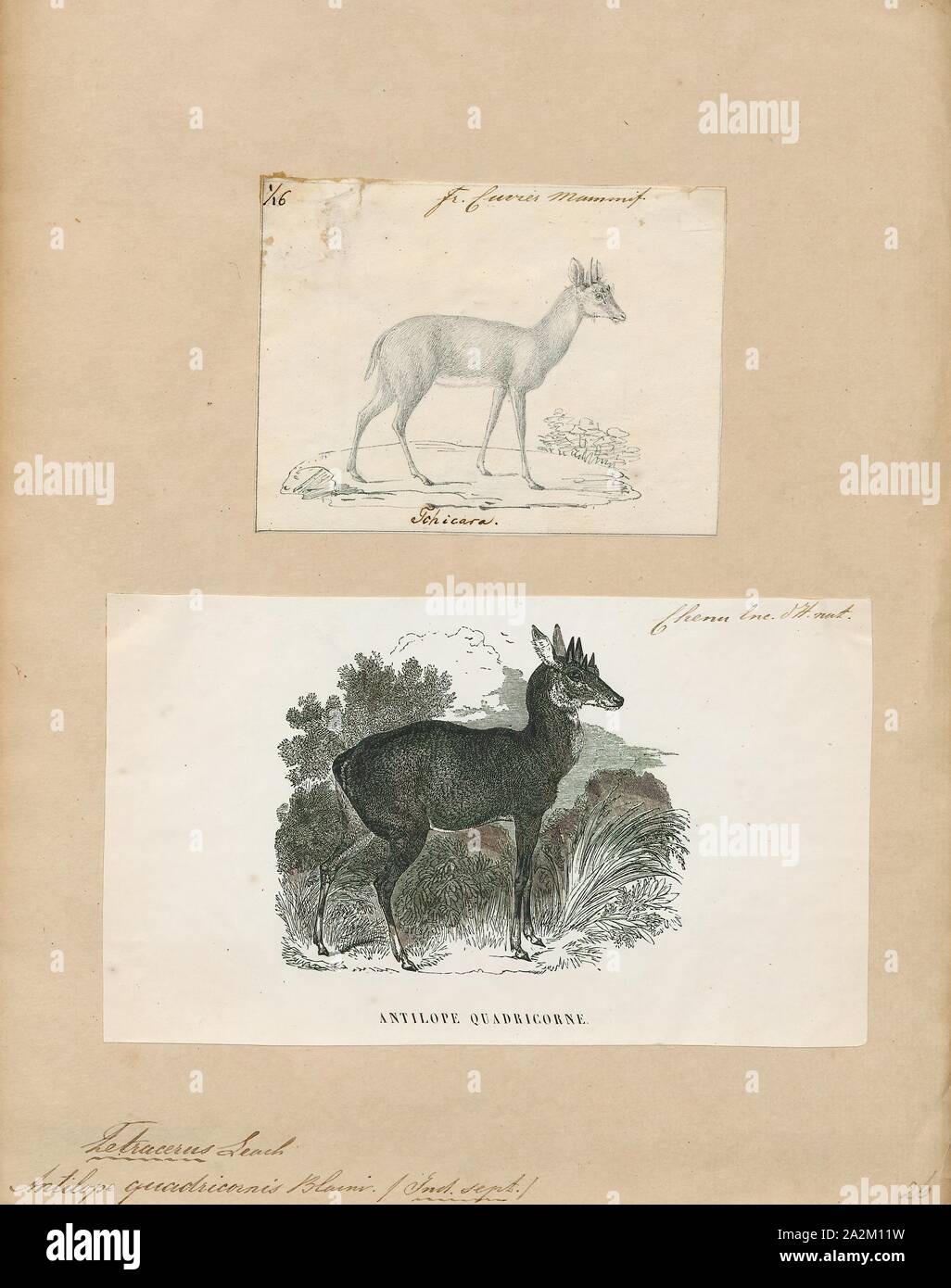 Antilope quadricornis, Drucken, die Hirschziegenantilope, die Hirschziegenantilope (Antilope cervicapra), auch als die Indische Antilope bekannt, ist eine Antilope in Indien, Nepal und Pakistan. Die hirschziegenantilope ist die einzige ihrer Art der Gattung Antilope. Die Art wurde beschrieben und seine binomial Name durch schwedische Zoologe Carl Linnaeus im Jahre 1758 gegeben. Zwei Unterarten anerkannt sind. Sie steht bis zu 74 bis 84 cm (29 bis 33 in) hoch an der Schulter. Männchen wiegen 20 - 57 kg (44 126 lb), durchschnittlich 38 kg (84 lb). Frauen sind leichter, mit einem Gewicht von 20 - 33 kg (44 - 73 lb) oder 27 kg (60 lb) im Durchschnitt. Der lange, beringt Hörner, 35 - 75 Stockfoto