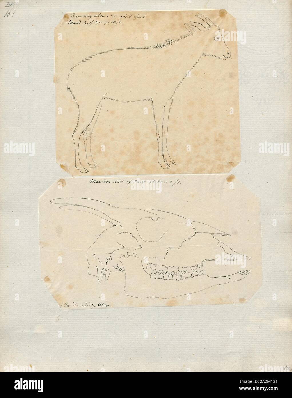 Antilope sumatrensis, Drucken, die Hirschziegenantilope, die Hirschziegenantilope (Antilope cervicapra), auch als die Indische Antilope bekannt, ist eine Antilope in Indien, Nepal und Pakistan. Die hirschziegenantilope ist die einzige ihrer Art der Gattung Antilope. Die Art wurde beschrieben und seine binomial Name durch schwedische Zoologe Carl Linnaeus im Jahre 1758 gegeben. Zwei Unterarten anerkannt sind. Sie steht bis zu 74 bis 84 cm (29 bis 33 in) hoch an der Schulter. Männchen wiegen 20 - 57 kg (44 126 lb), durchschnittlich 38 kg (84 lb). Frauen sind leichter, mit einem Gewicht von 20 - 33 kg (44 - 73 lb) oder 27 kg (60 lb) im Durchschnitt. Der lange, beringt Hörner, 35 - 75 Stockfoto