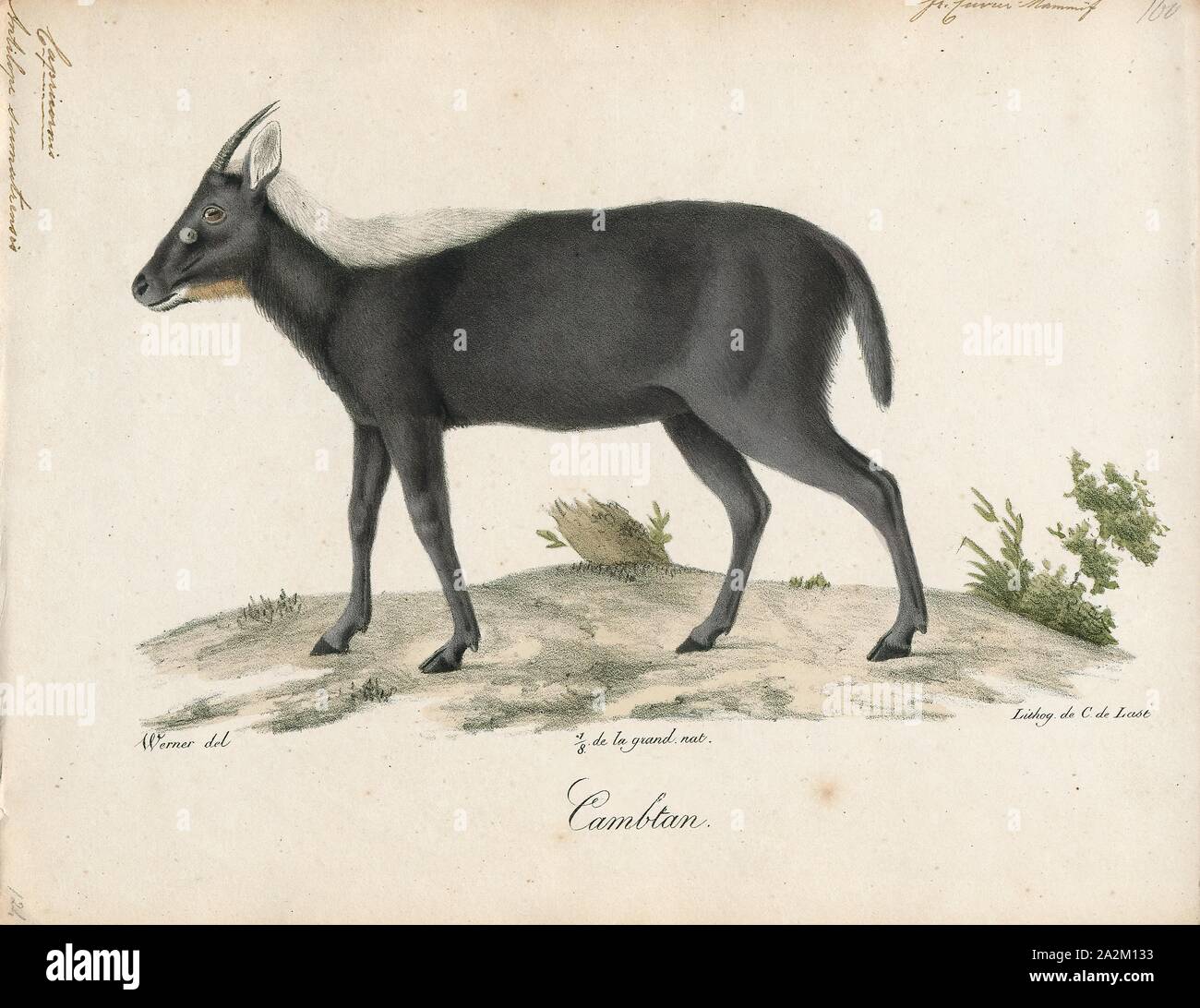 Antilope sumatrensis, Drucken, die Hirschziegenantilope, die Hirschziegenantilope (Antilope cervicapra), auch als die Indische Antilope bekannt, ist eine Antilope in Indien, Nepal und Pakistan. Die hirschziegenantilope ist die einzige ihrer Art der Gattung Antilope. Die Art wurde beschrieben und seine binomial Name durch schwedische Zoologe Carl Linnaeus im Jahre 1758 gegeben. Zwei Unterarten anerkannt sind. Sie steht bis zu 74 bis 84 cm (29 bis 33 in) hoch an der Schulter. Männchen wiegen 20 - 57 kg (44 126 lb), durchschnittlich 38 kg (84 lb). Frauen sind leichter, mit einem Gewicht von 20 - 33 kg (44 - 73 lb) oder 27 kg (60 lb) im Durchschnitt. Der lange, beringt Hörner, 35 - 75 Stockfoto